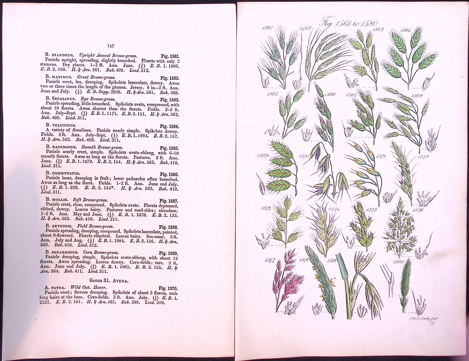 Job-Lot British Wild-Flowers John Sowerby Antique Engraved Prints With Hand Colouring-5 - 10