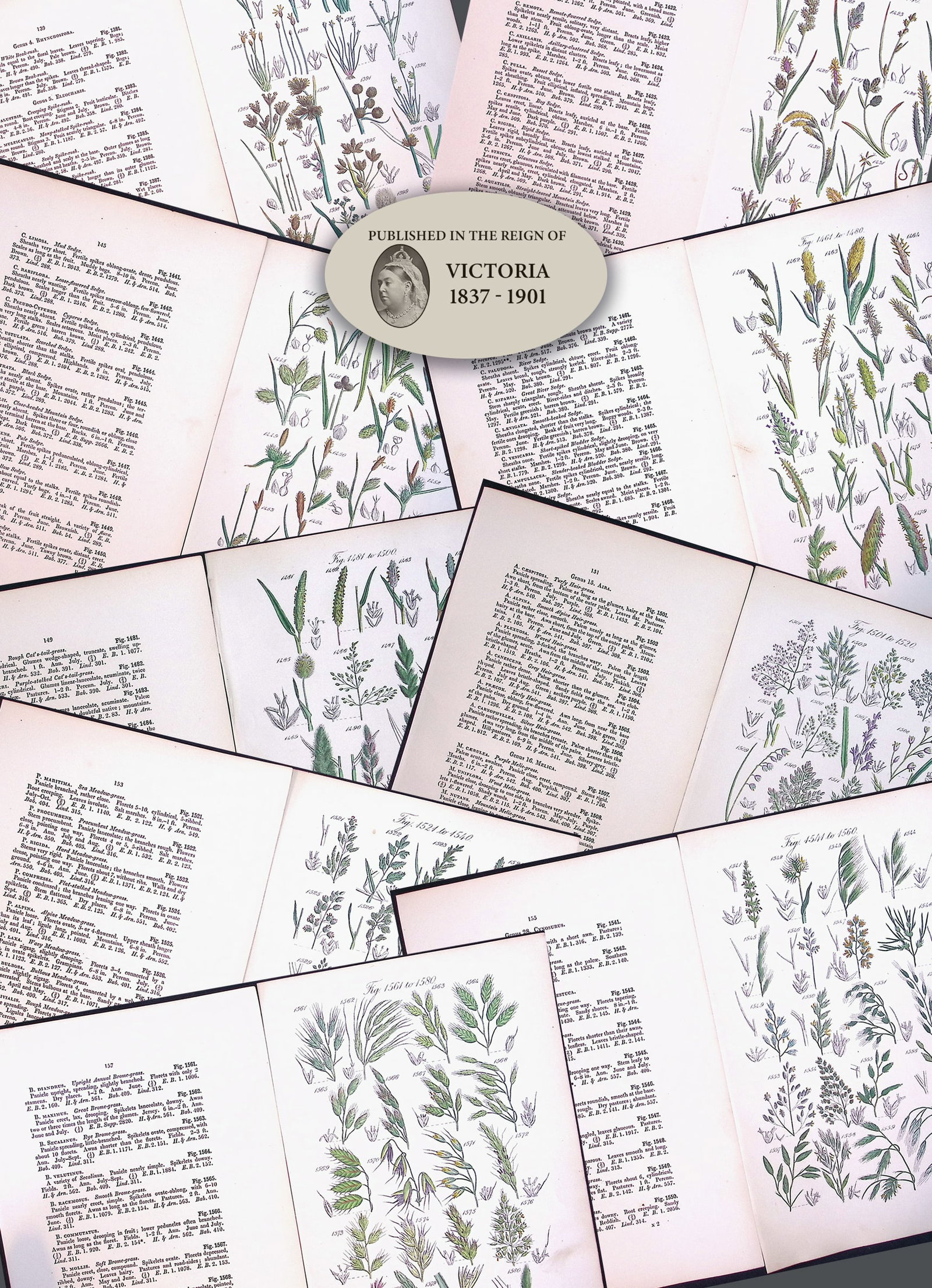 Job-Lot British Wild-Flowers John Sowerby Antique Engraved Prints With Hand Colouring-5: Title: Job-Lot British Wild-Flowers John Sowerby Antique Engraved Prints With Hand Colouring-5 Description: Job-Lot British Wild-Flowers John Sowerby Antique Engraved Prints W