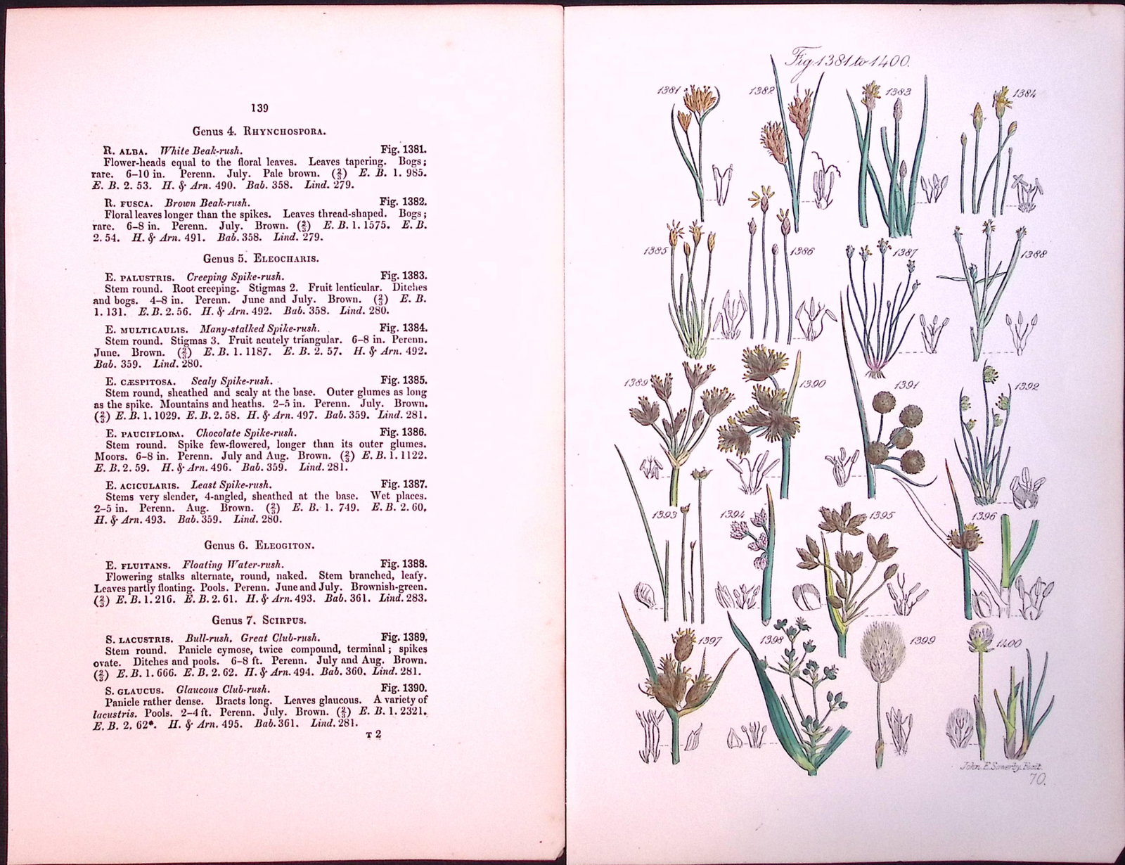 Job-Lot British Wild-Flowers John Sowerby Antique Engraved Prints With Hand Colouring-5 - 2