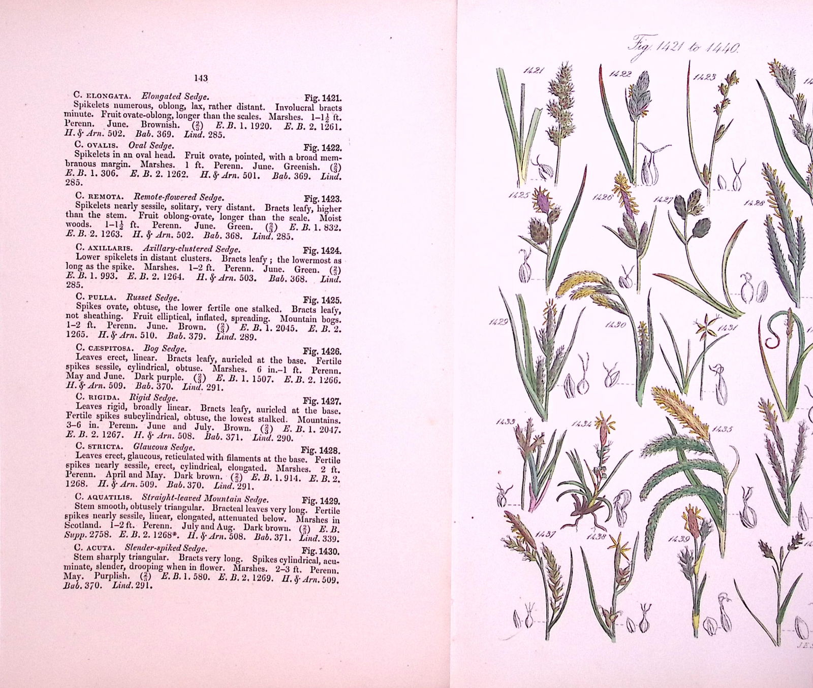 Job-Lot British Wild-Flowers John Sowerby Antique Engraved Prints With Hand Colouring-5 - 3