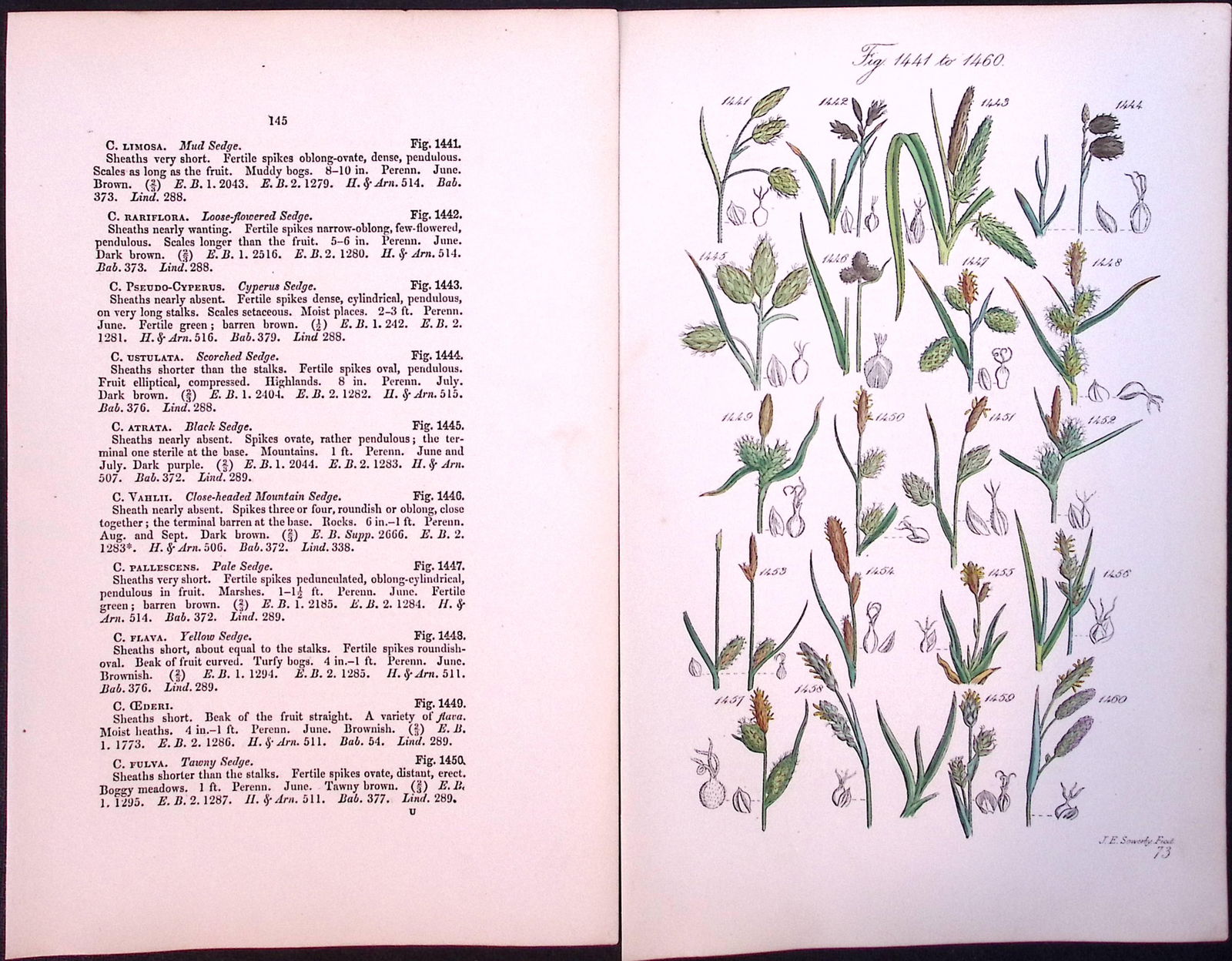 Job-Lot British Wild-Flowers John Sowerby Antique Engraved Prints With Hand Colouring-5 - 4