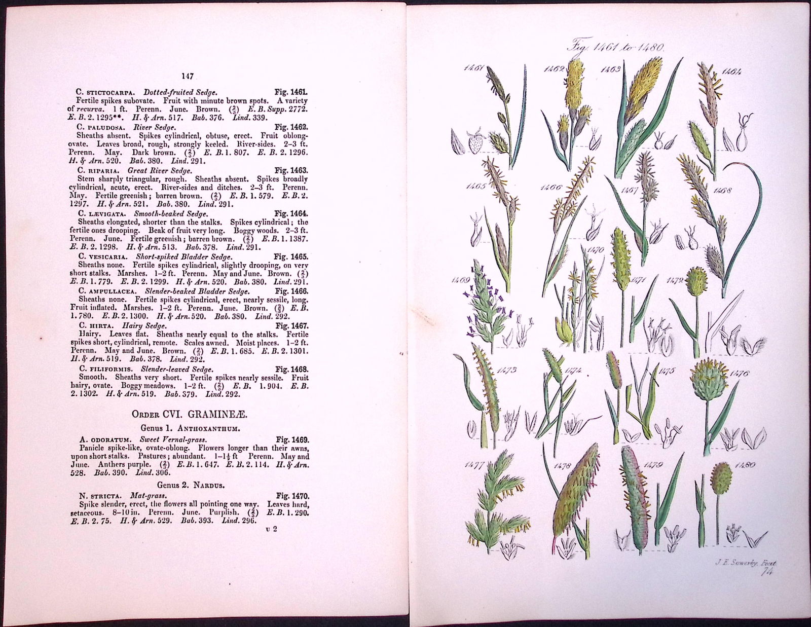 Job-Lot British Wild-Flowers John Sowerby Antique Engraved Prints With Hand Colouring-5 - 5