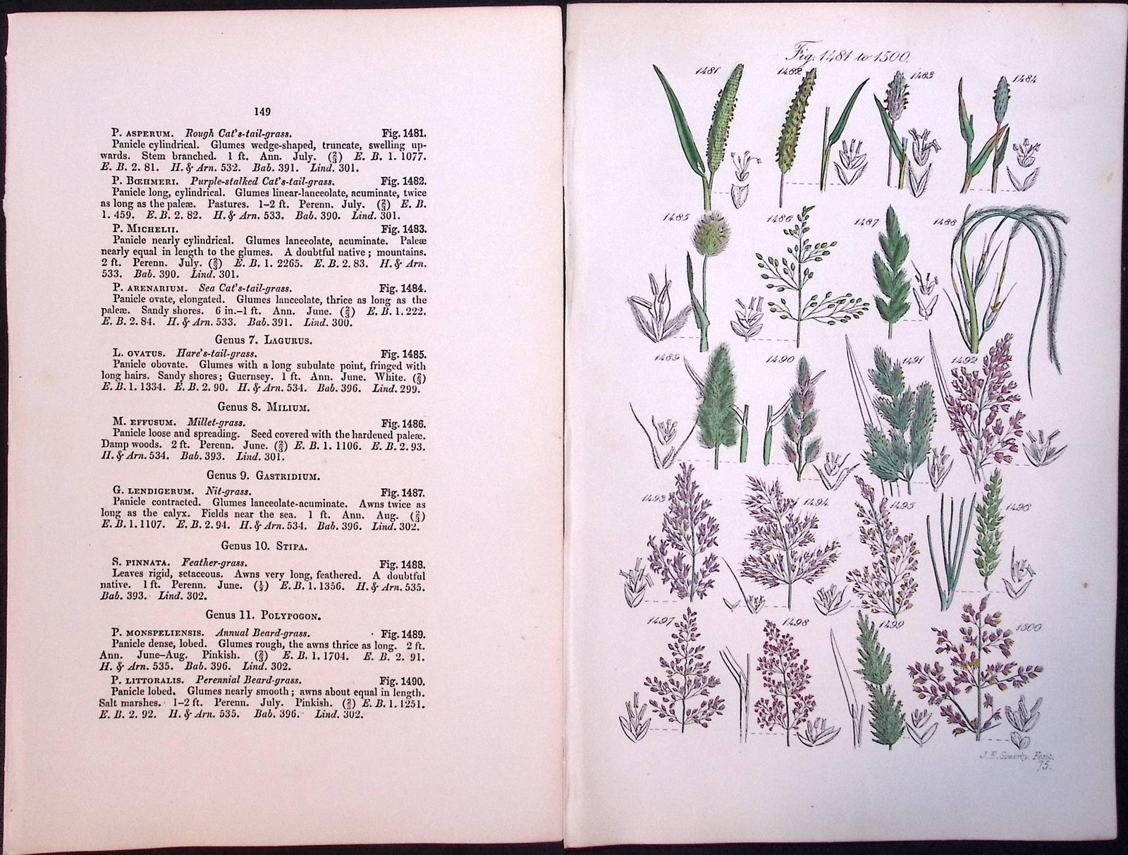 Job-Lot British Wild-Flowers John Sowerby Antique Engraved Prints With Hand Colouring-5 - 6