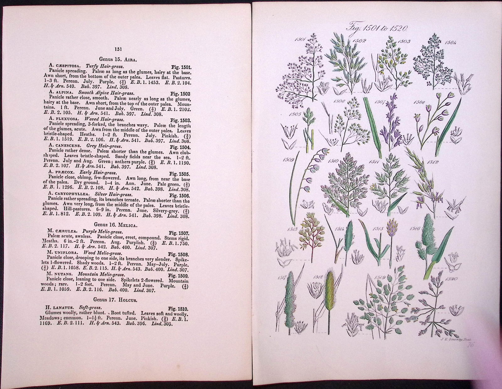 Job-Lot British Wild-Flowers John Sowerby Antique Engraved Prints With Hand Colouring-5 - 7