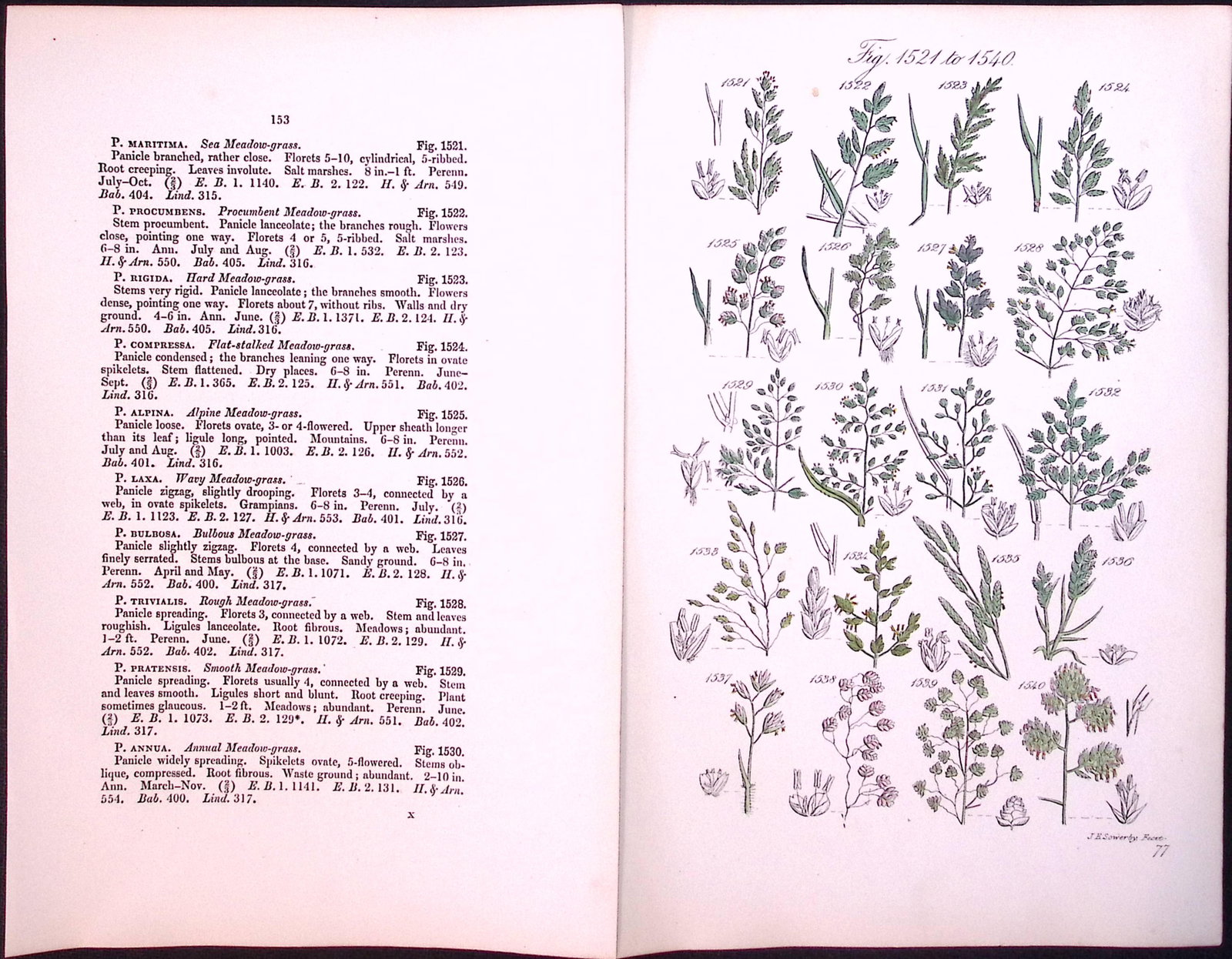 Job-Lot British Wild-Flowers John Sowerby Antique Engraved Prints With Hand Colouring-5 - 8
