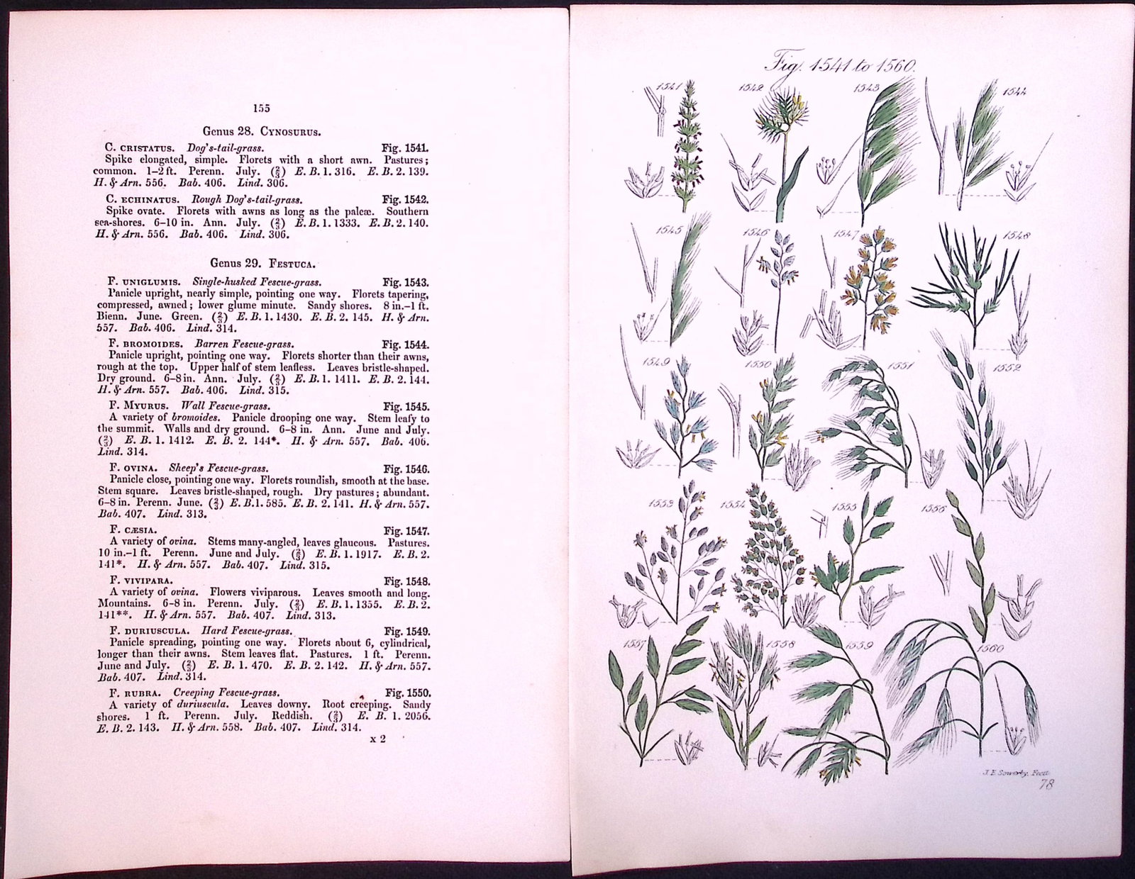 Job-Lot British Wild-Flowers John Sowerby Antique Engraved Prints With Hand Colouring-5 - 9
