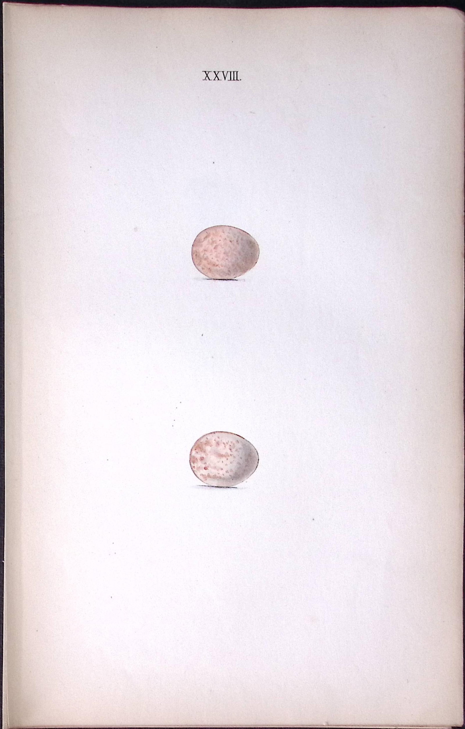 Robin Redbreast -Hewitson Antique Nests & Eggs of British Birds Print-28: Title: Robin Redbreast -Hewitson Antique Nests & Eggs of British Birds Print-28 Description: This Antique Print Was Removed From a 170 Years-Old Edition William Hewitson. Coloured