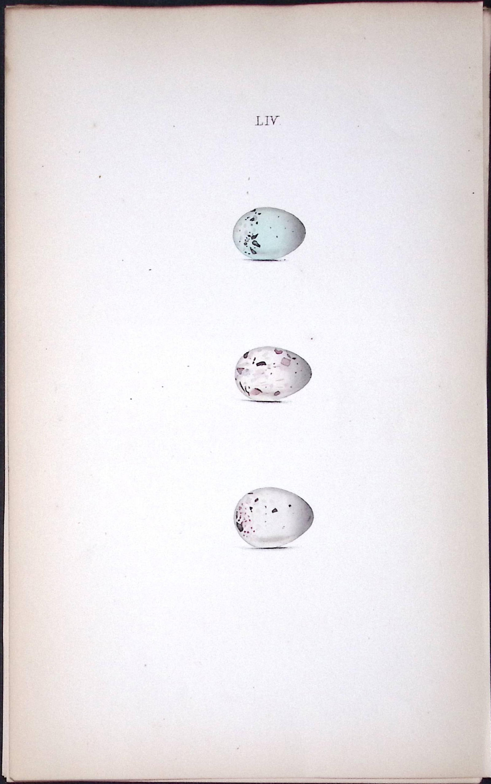 Bullfinch Species William Hewitson Antique Nests & Eggs of British Birds Print-58: Title: Bullfinch Species William Hewitson Antique Nests & Eggs of British Birds Print-58 Description: This Antique Print Was Removed From a 170 Years-Old Edition William Hewitson. Coloured