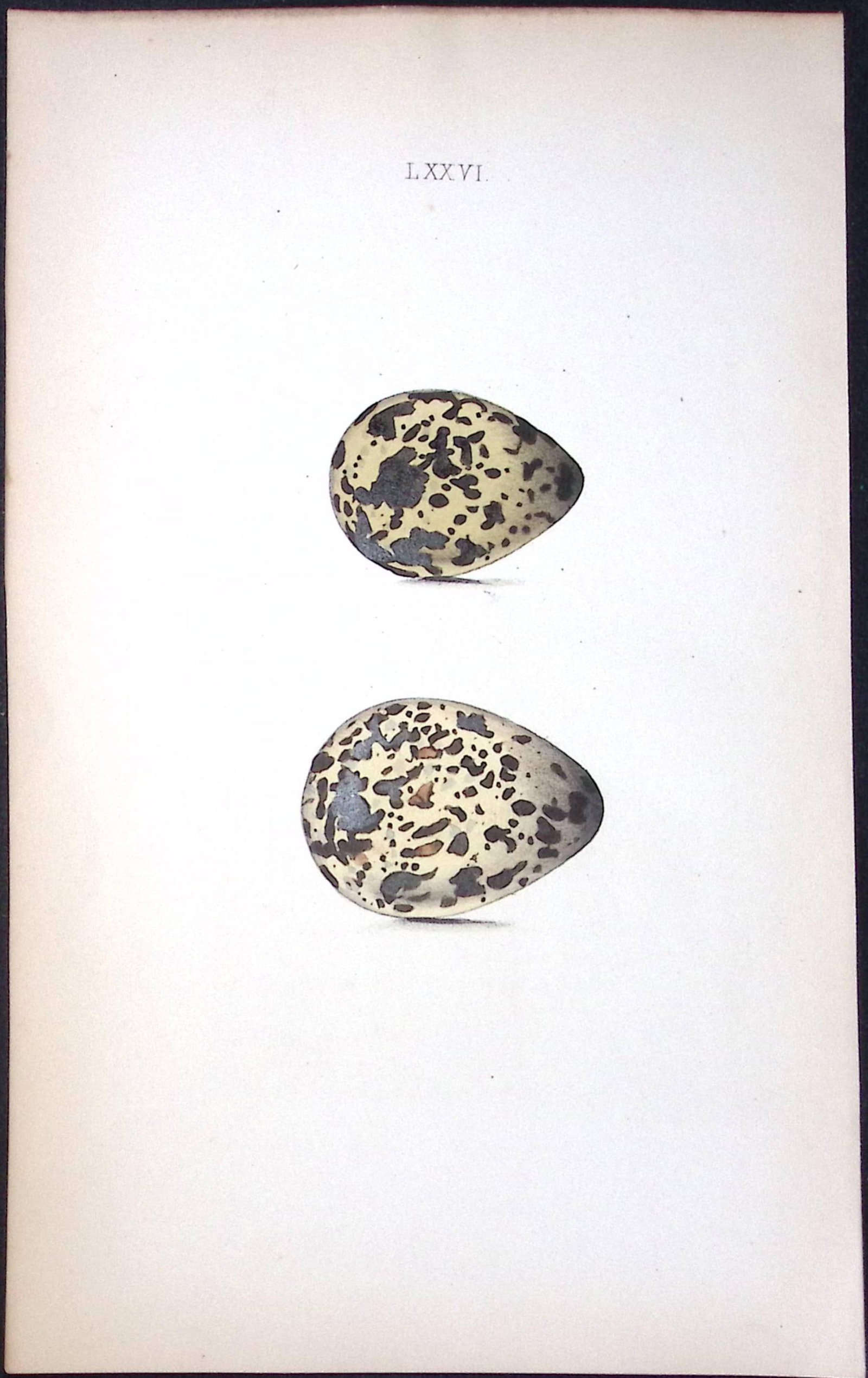 Dotterel -William Hewitson Antique Nests & Eggs of British Birds Print-76: Title: Dotterel -William Hewitson Antique Nests & Eggs of British Birds Print-76 Description: This Antique Print Was Removed From a 170 Years-Old Edition William Hewitson. Coloured