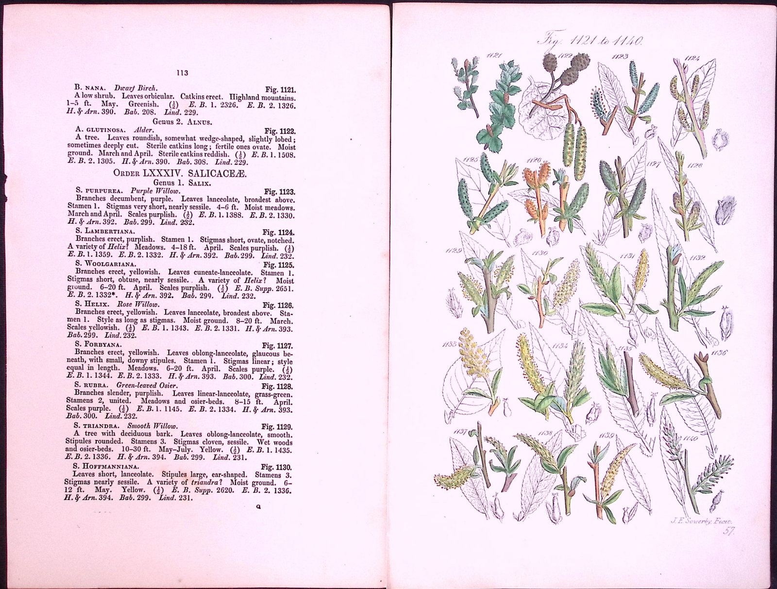 Job-Lot British Wild-Flowers John Sowerby Antique Engraved Prints With Hand Colouring-3 - 10