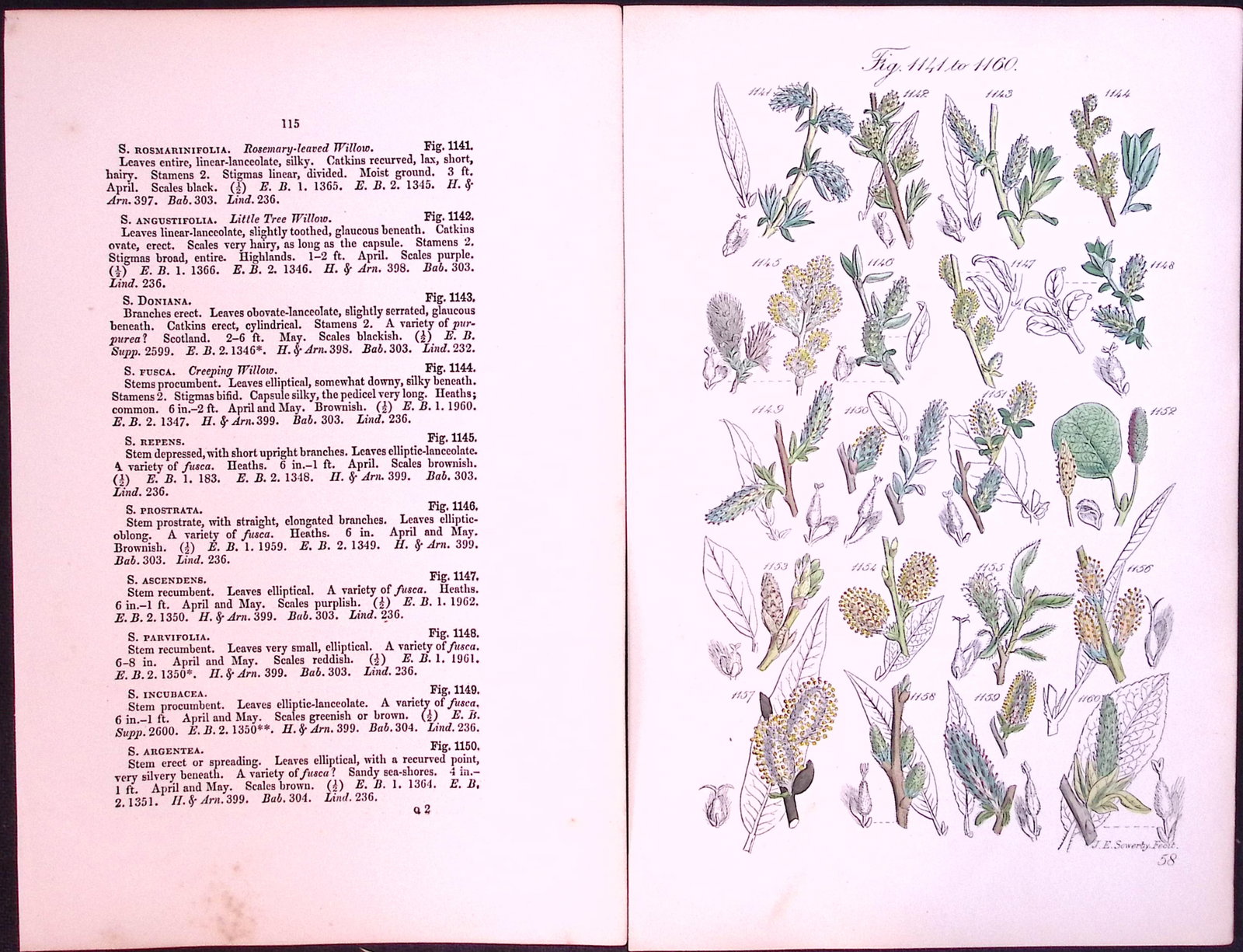 Job-Lot British Wild-Flowers John Sowerby Antique Engraved Prints With Hand Colouring-3 - 11