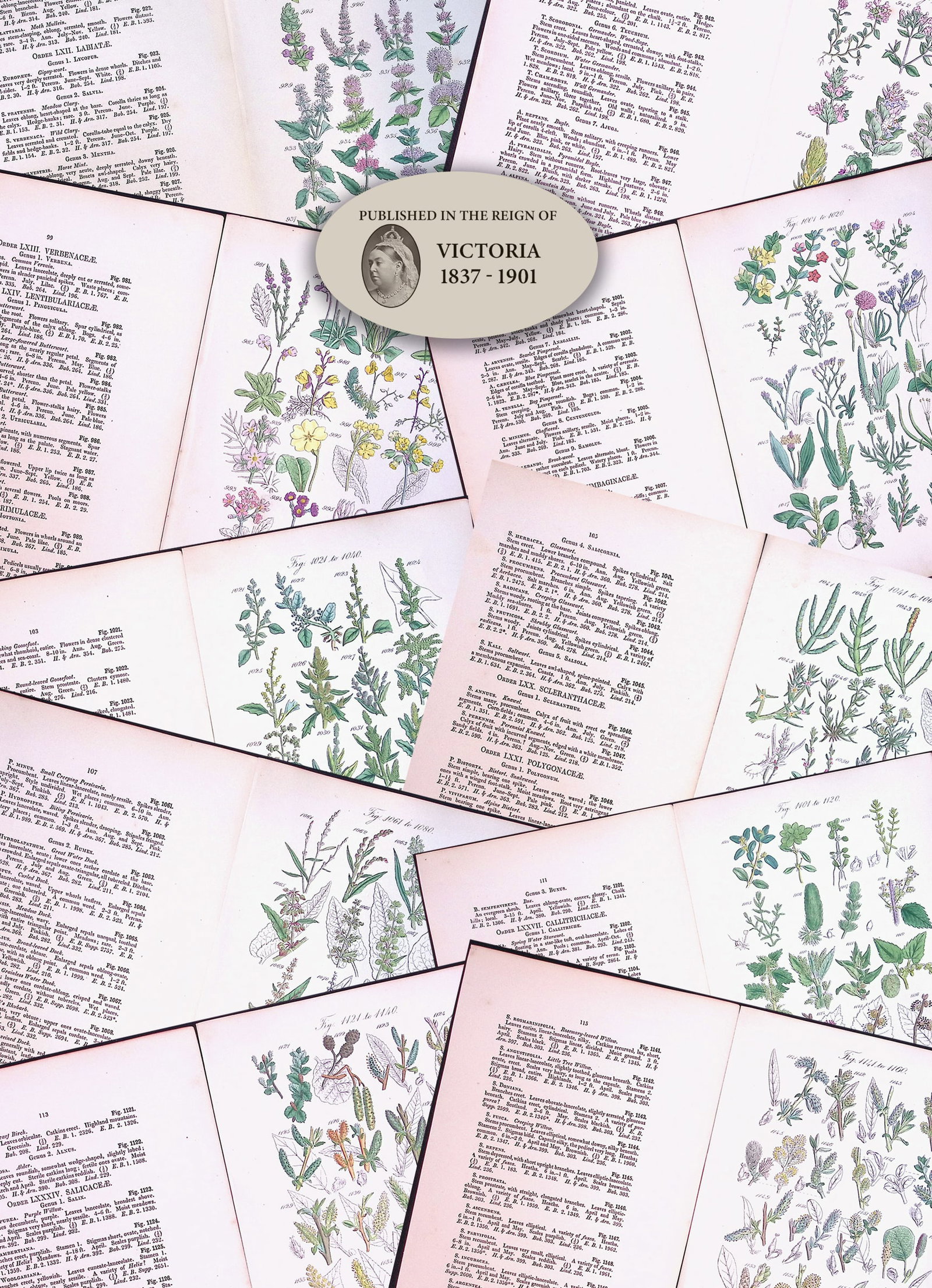 Job-Lot British Wild-Flowers John Sowerby Antique Engraved Prints With Hand Colouring-3 (1 of 12)