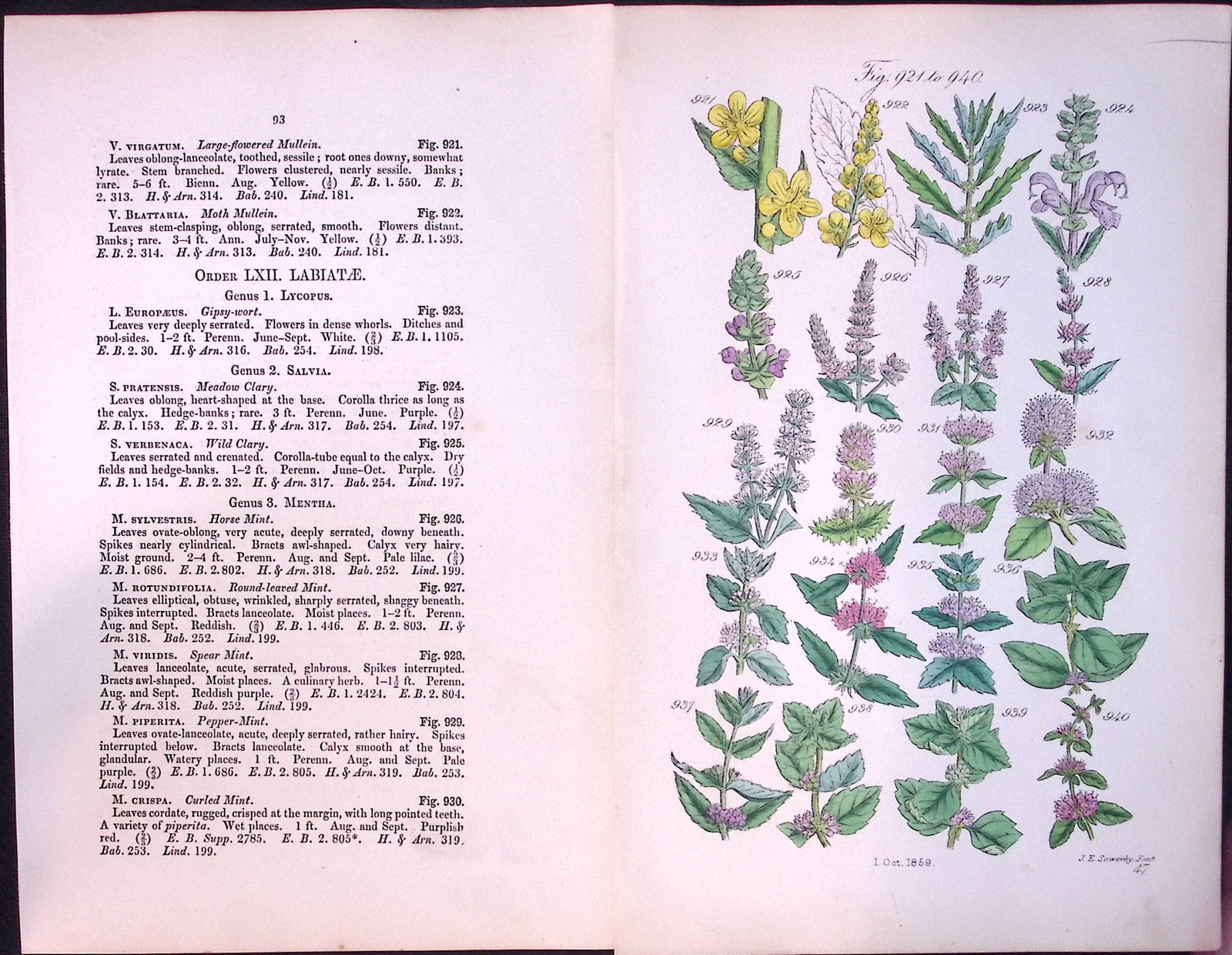 Job-Lot British Wild-Flowers John Sowerby Antique Engraved Prints With Hand Colouring-3 - 2