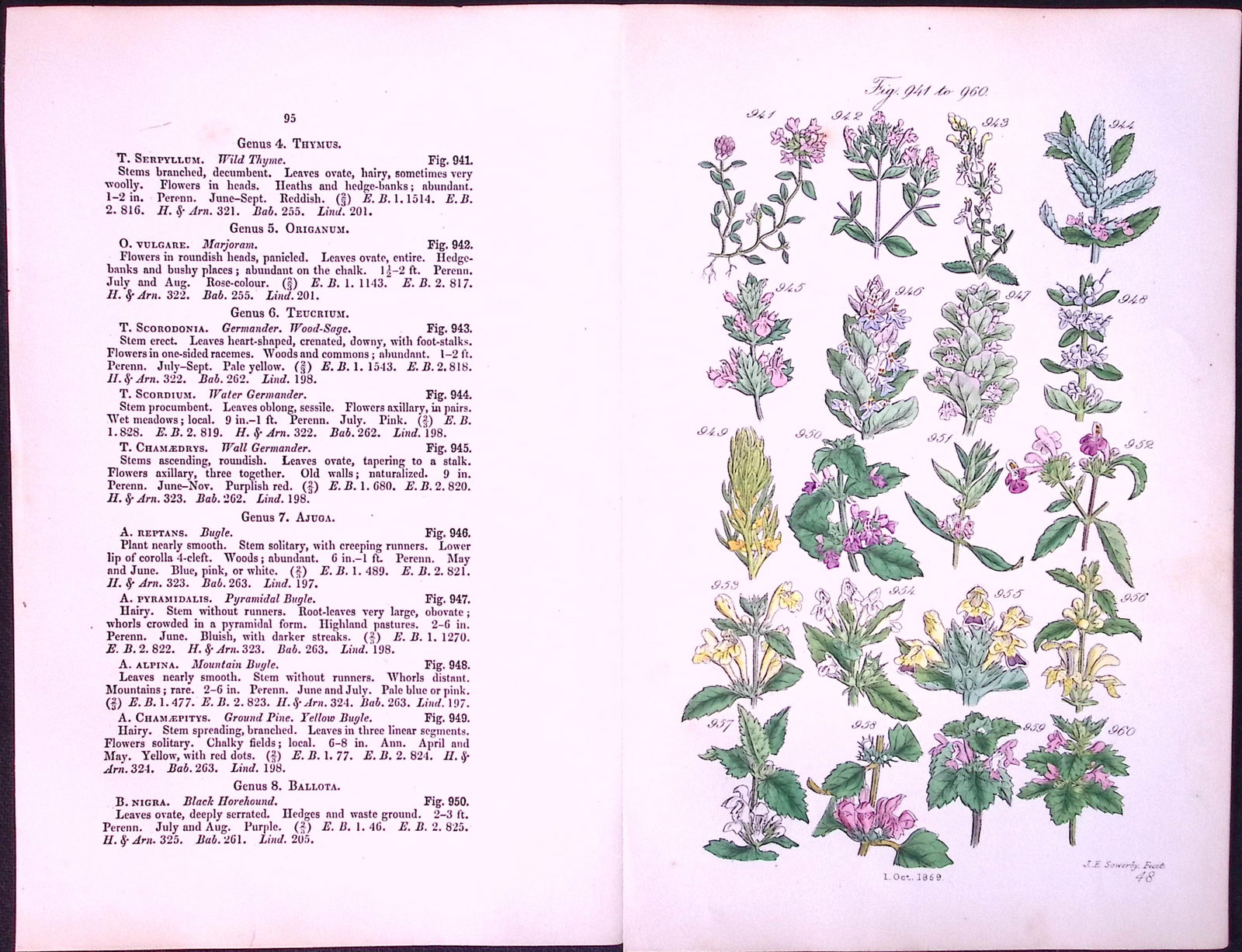 Job-Lot British Wild-Flowers John Sowerby Antique Engraved Prints With Hand Colouring-3 - 3