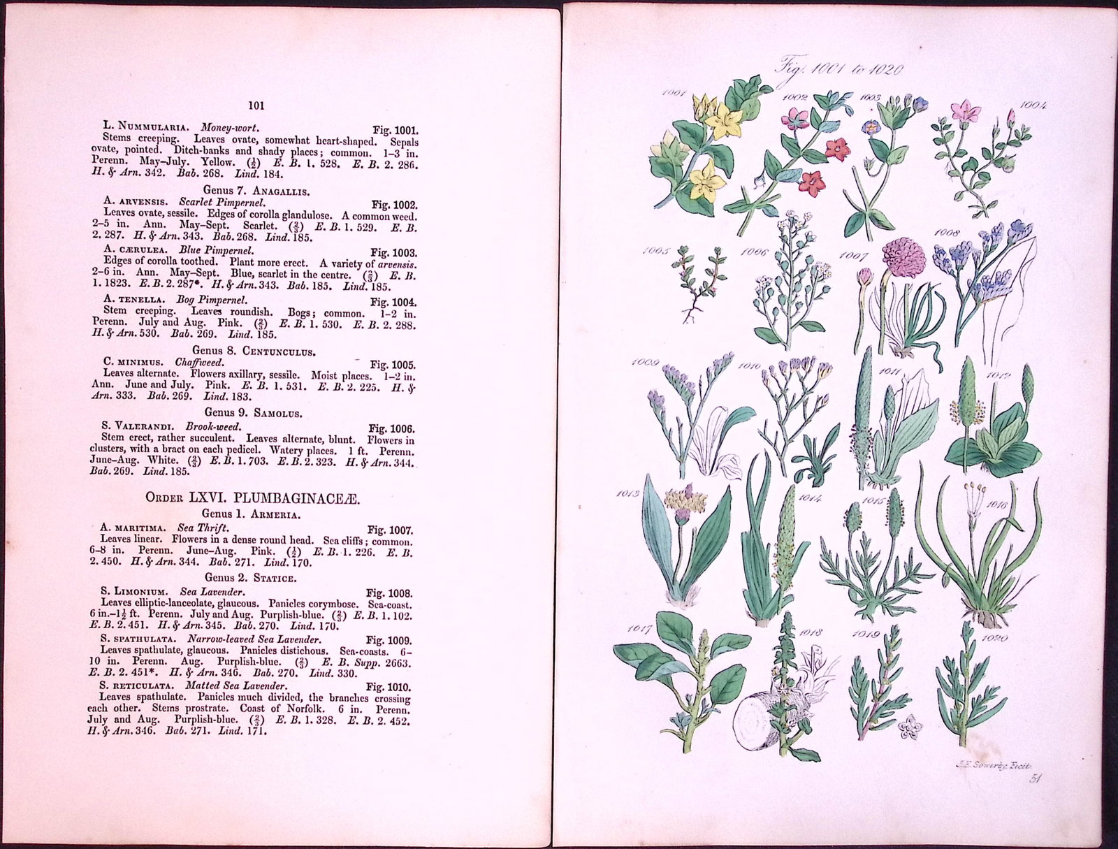 Job-Lot British Wild-Flowers John Sowerby Antique Engraved Prints With Hand Colouring-3 - 5