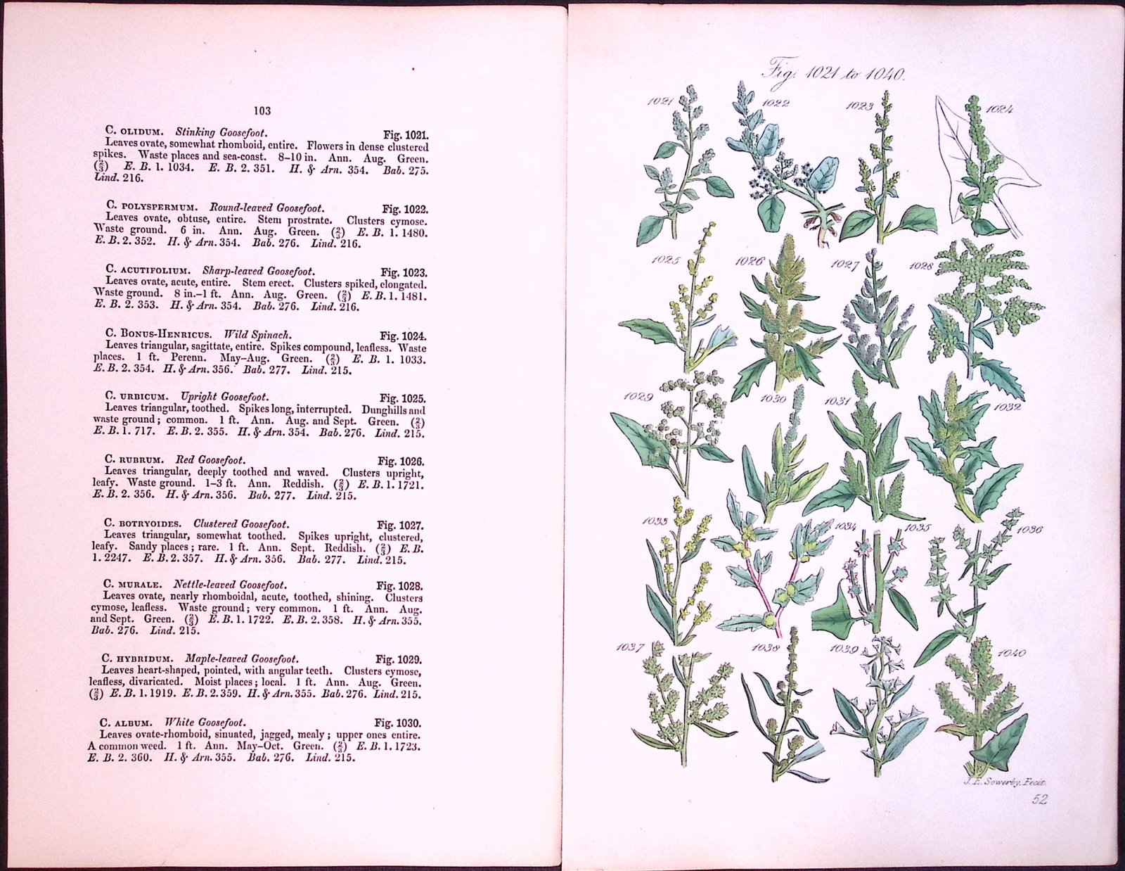 Job-Lot British Wild-Flowers John Sowerby Antique Engraved Prints With Hand Colouring-3 - 6