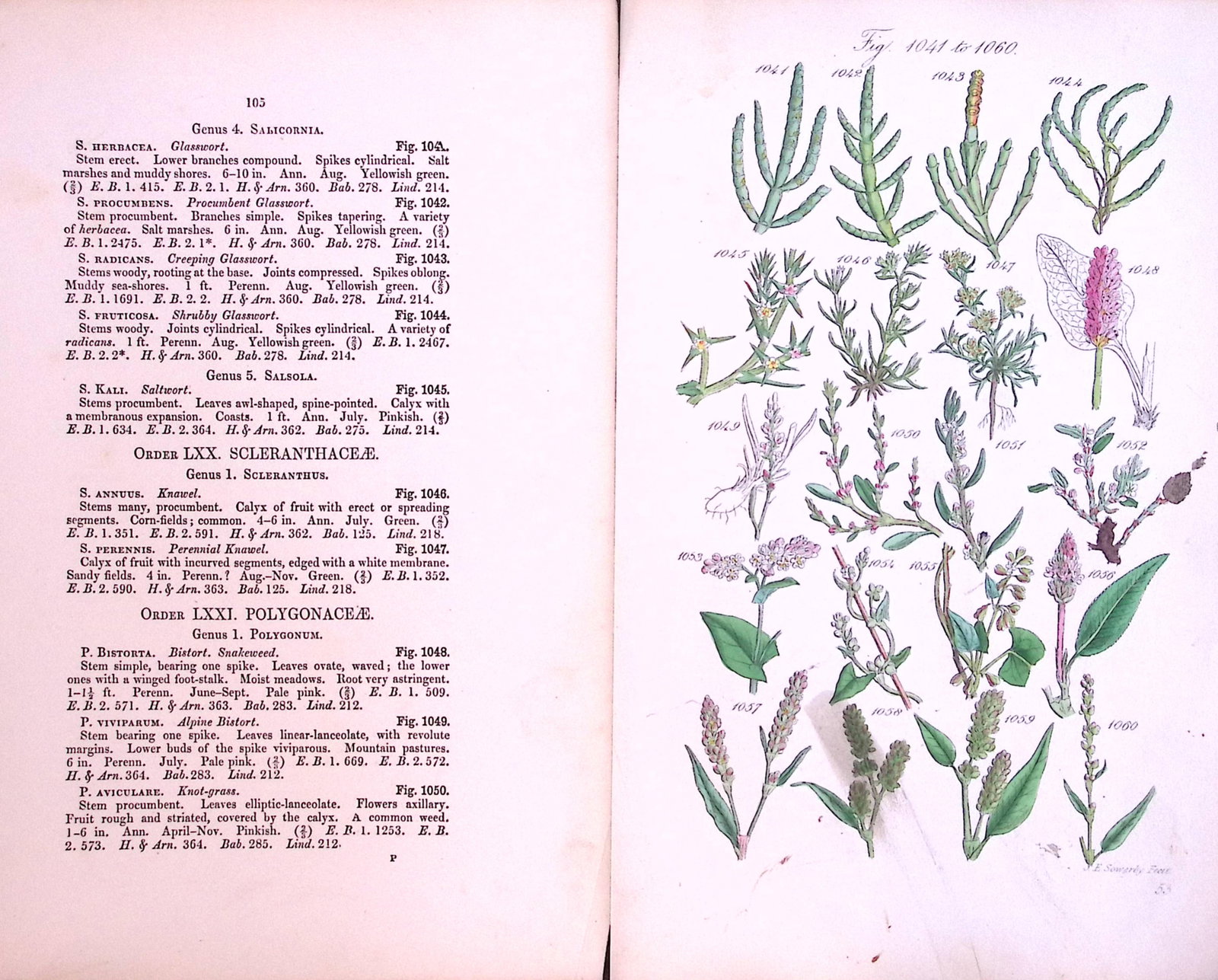 Job-Lot British Wild-Flowers John Sowerby Antique Engraved Prints With Hand Colouring-3 - 7