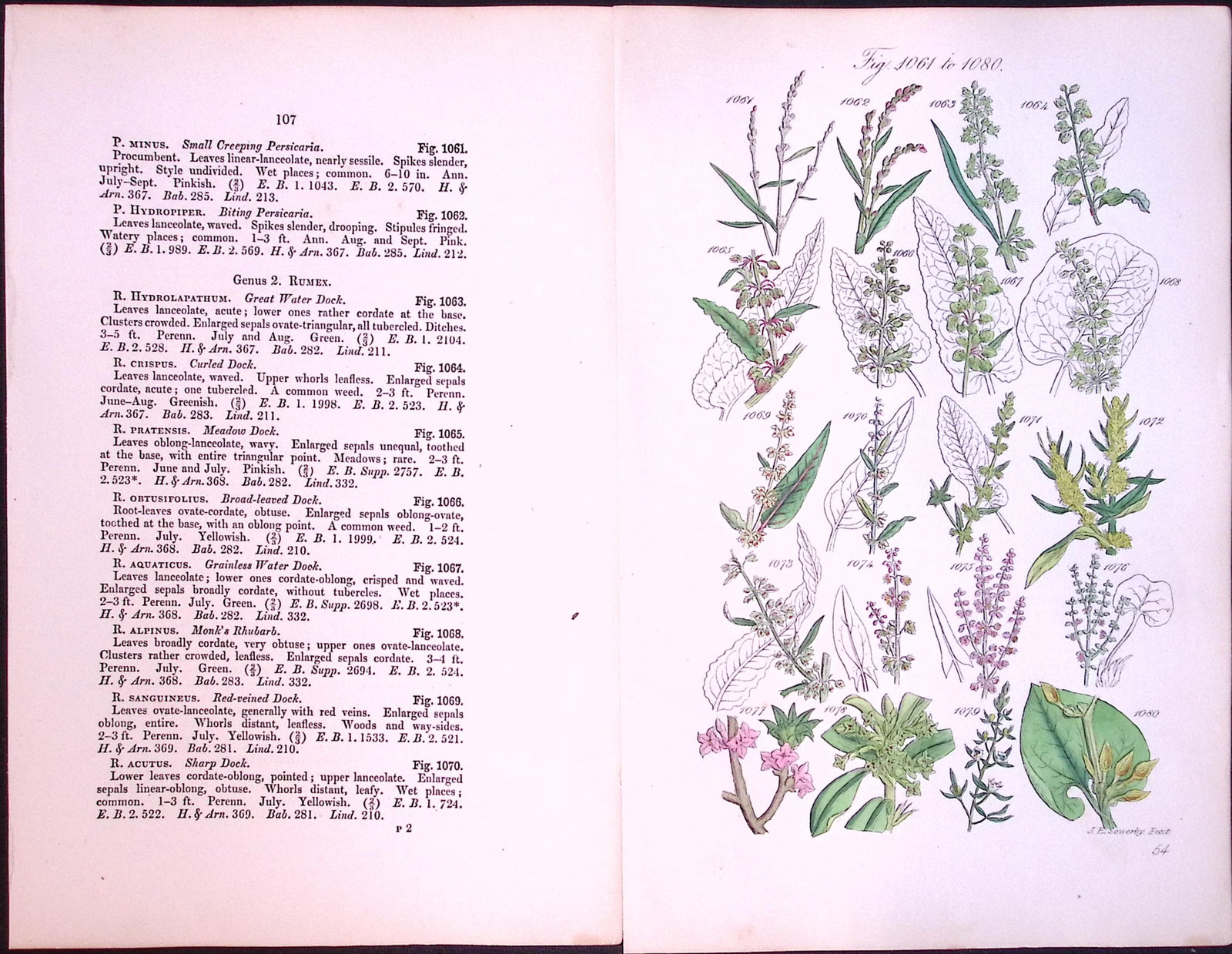 Job-Lot British Wild-Flowers John Sowerby Antique Engraved Prints With Hand Colouring-3 - 8