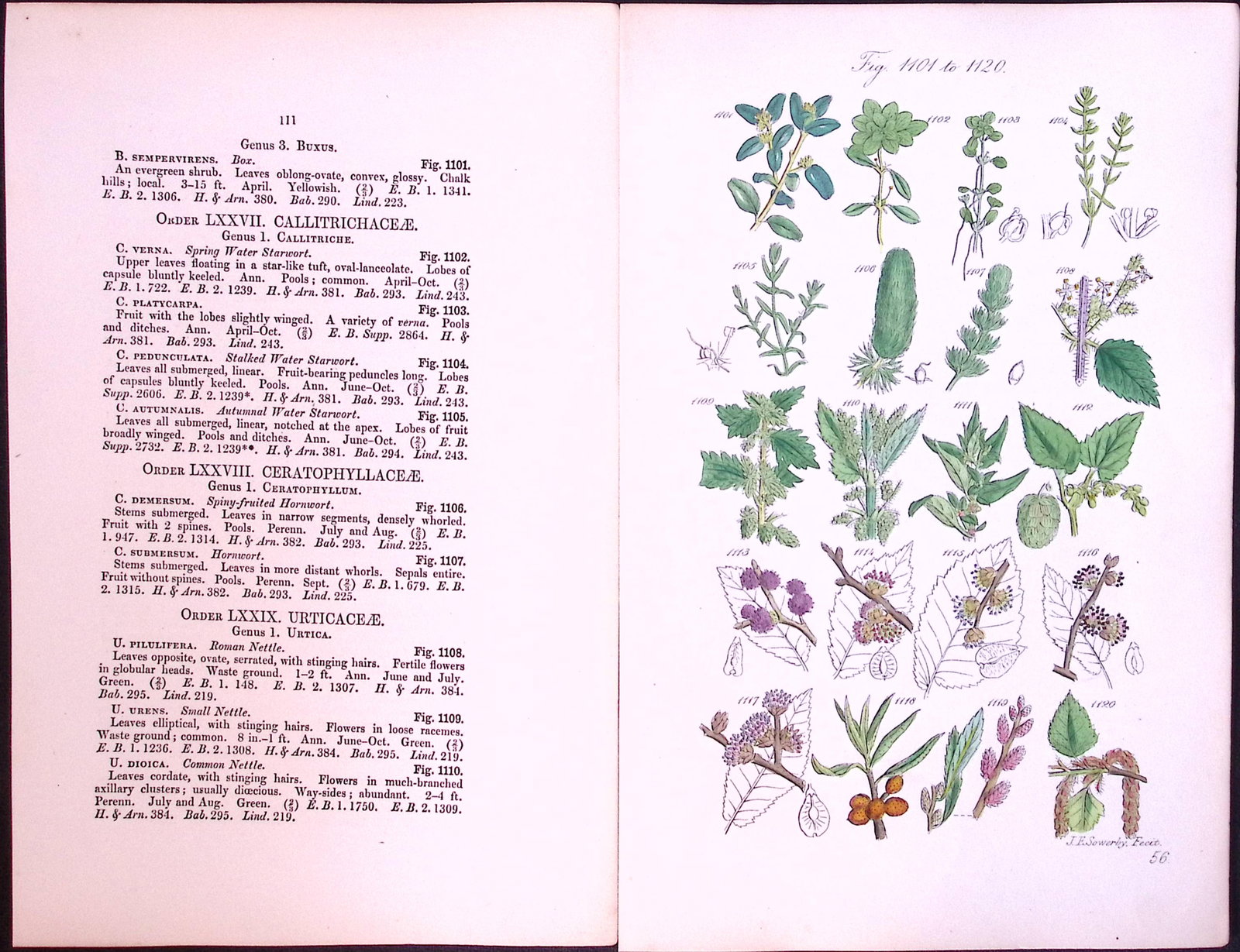 Job-Lot British Wild-Flowers John Sowerby Antique Engraved Prints With Hand Colouring-3 - 9