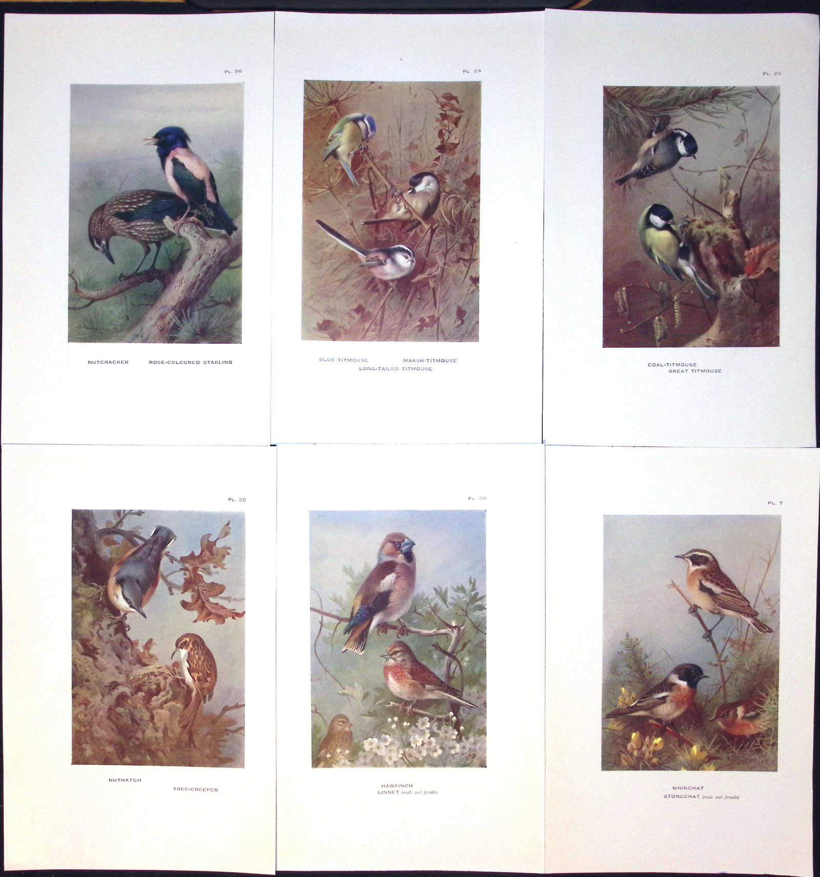 Job-Lot 11 Bird Species Thrush, Finch, Magpie, Titmouse Thorburn Prints-7. - 3
