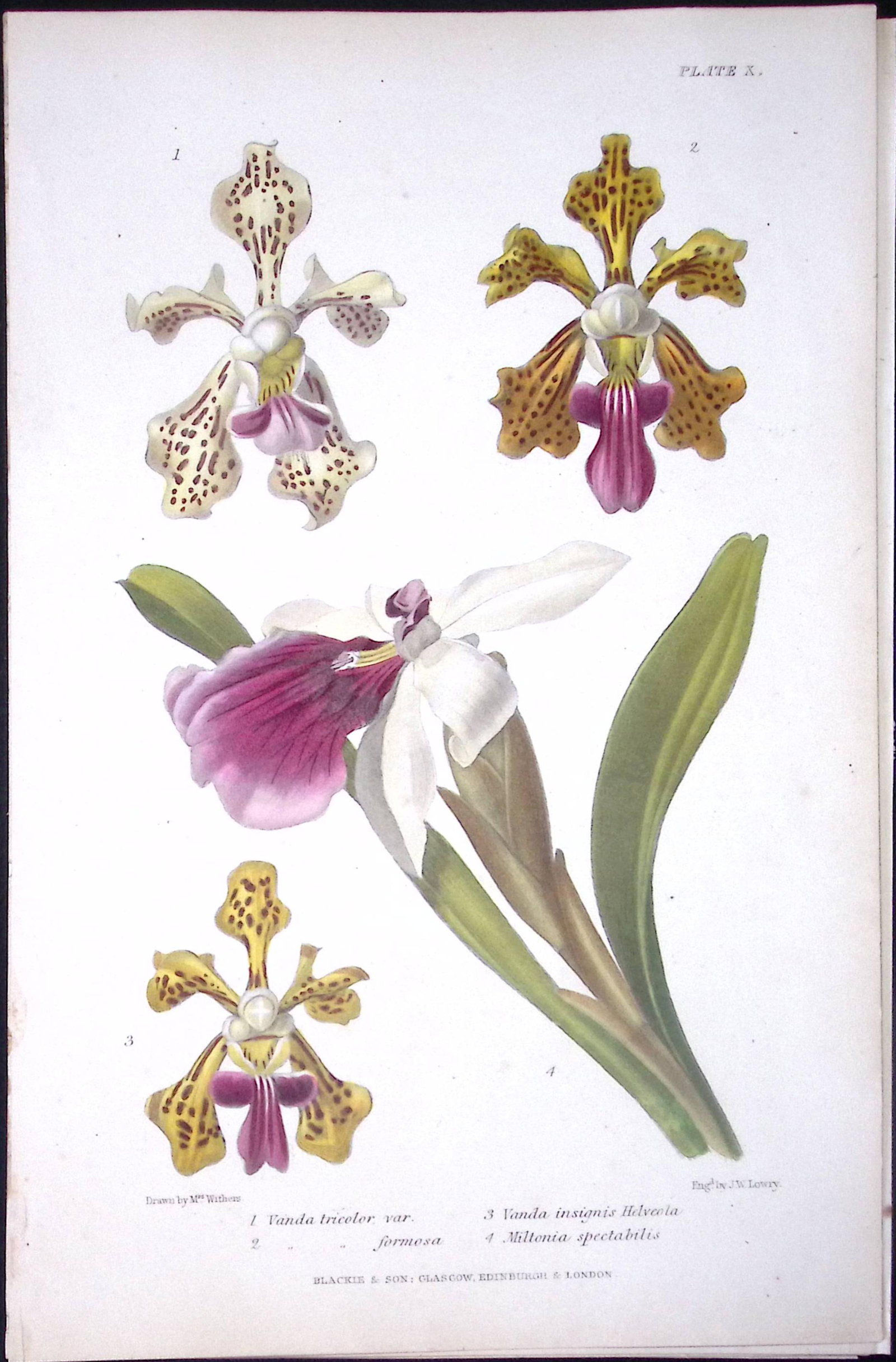Selection of Orchids Antique Robert Thompson Hand Coloured Print-12: Title: Selection of Orchids Antique Robert Thompson Hand Coloured Print-12 Description: This Illustration Was Removed from a Robert Thompson 1859 Antique Edition the Gardener Assist