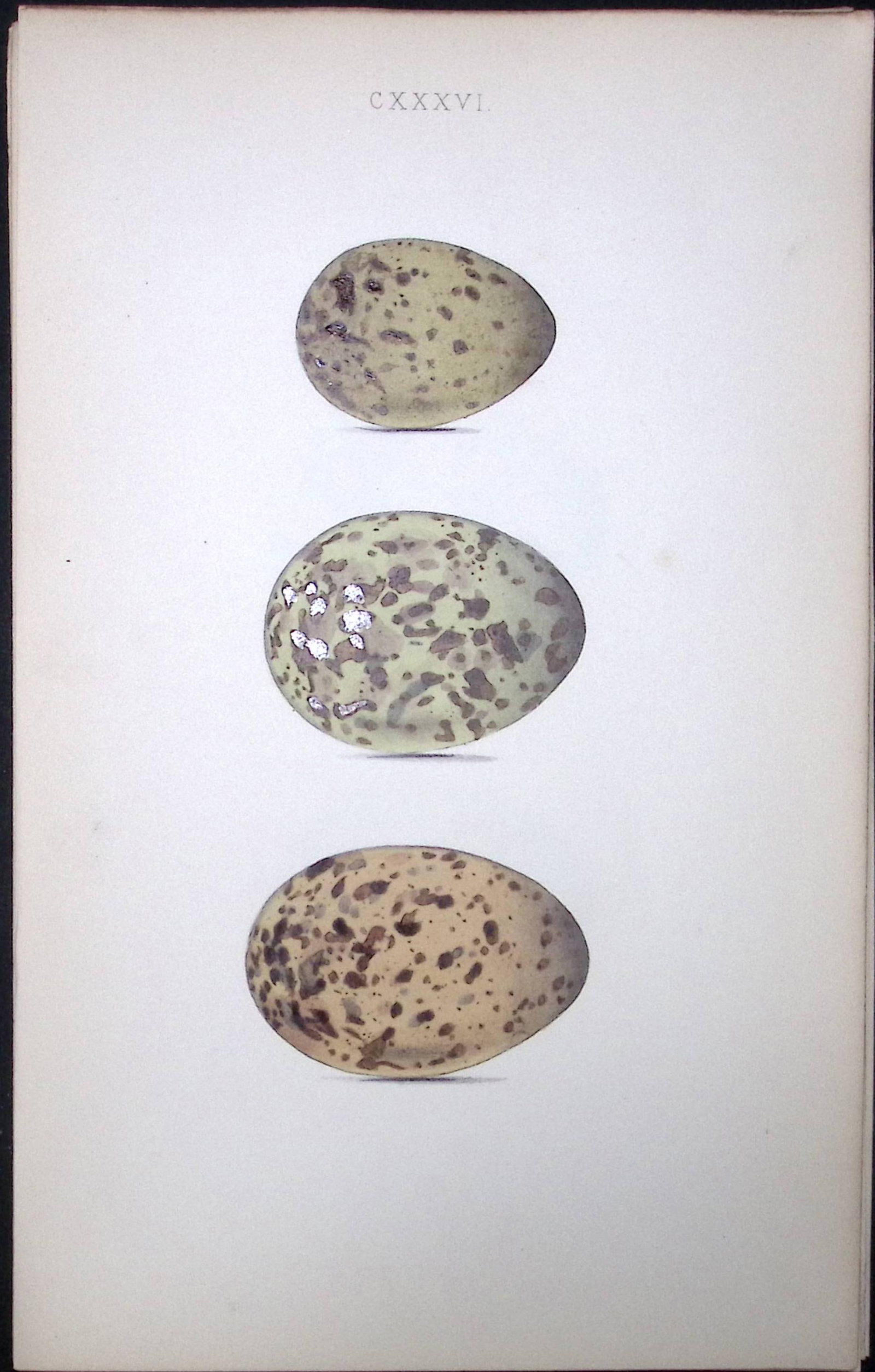 Kittiwake-William Hewitson Antique Nests & Eggs of British Birds Print-104: Title: Kittiwake-William Hewitson Antique Nests & Eggs of British Birds Print-104 Description: This Antique Print Was Removed From a 170 Years-Old Edition William Hewitson. Coloured