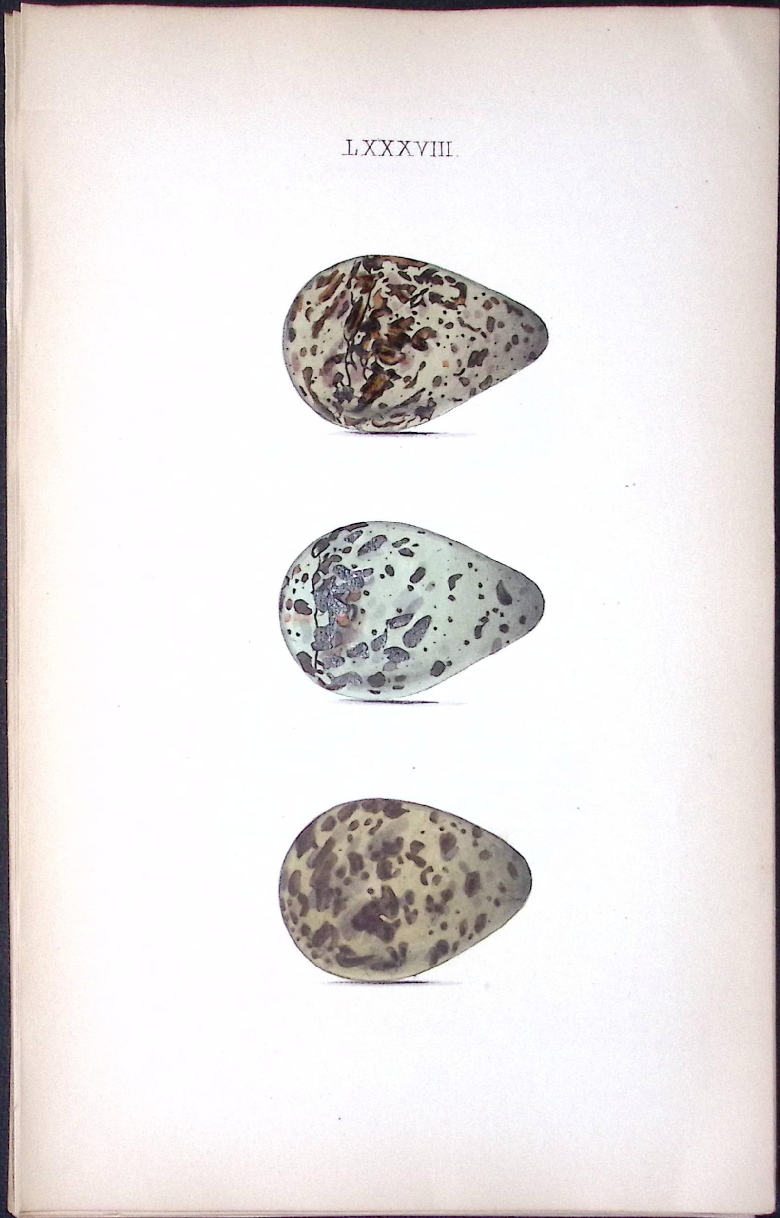 Spotted Redshank -William Hewitson Antique Nests & Eggs of British Birds Print-82: Title: Spotted Redshank -William Hewitson Antique Nests & Eggs of British Birds Print-82 Description: This Antique Print Was Removed From a 170 Years-Old Edition William Hewitson. Coloured