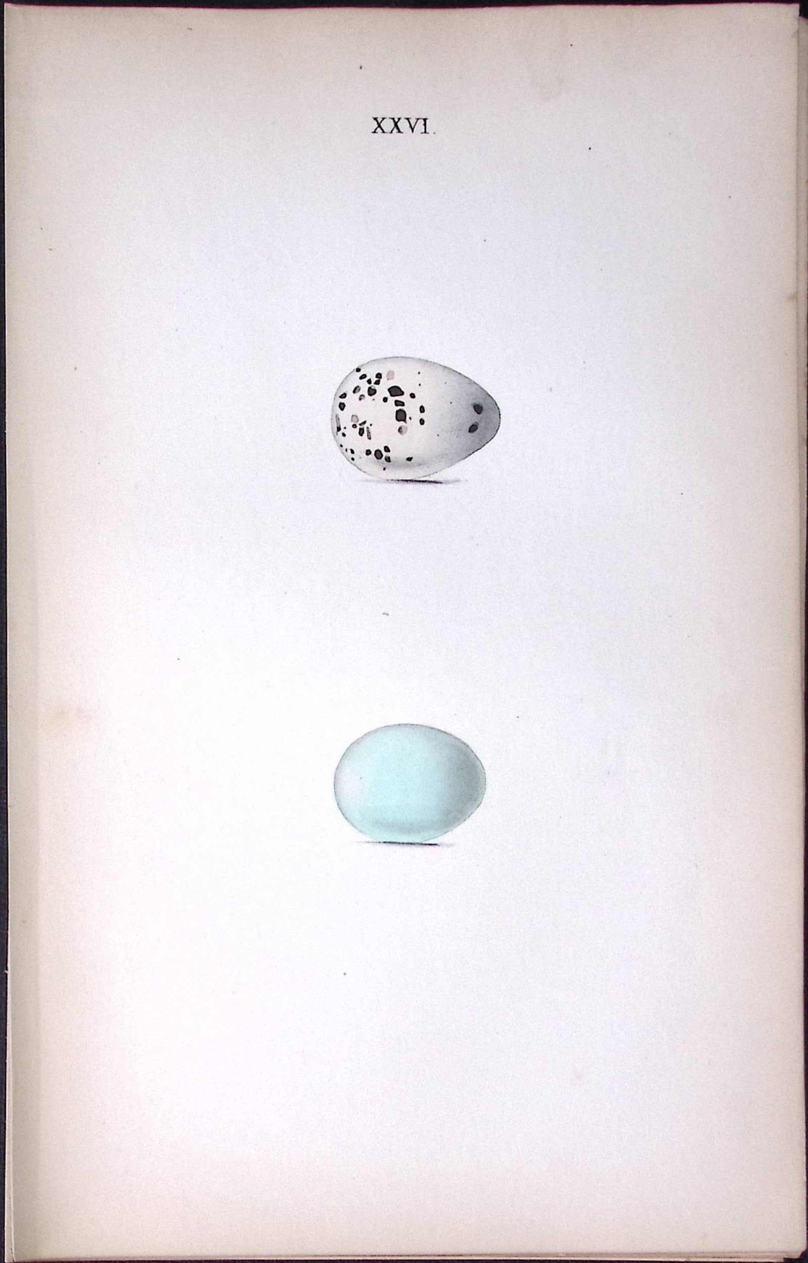 Rock-Thrush - William Hewitson Antique Nests & Eggs of British Birds Print-29 (1 of 1)