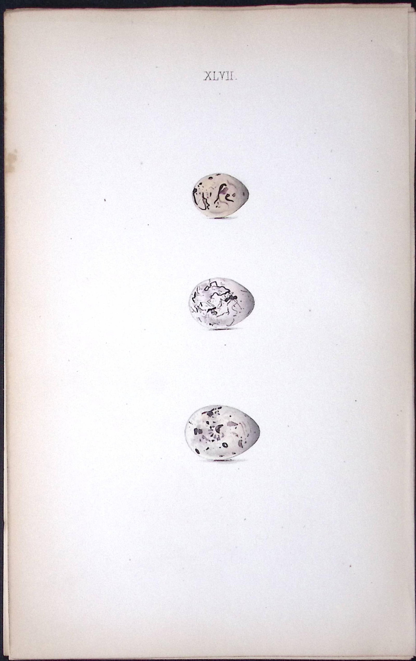 Black Headed Bunting William Hewitson Antique Nests & Eggs of British Birds Print-67: Title: Black Headed Bunting William Hewitson Antique Nests & Eggs of British Birds Print-67 Description: This Antique Print Was Removed From a 170 Years-Old Edition William Hewit