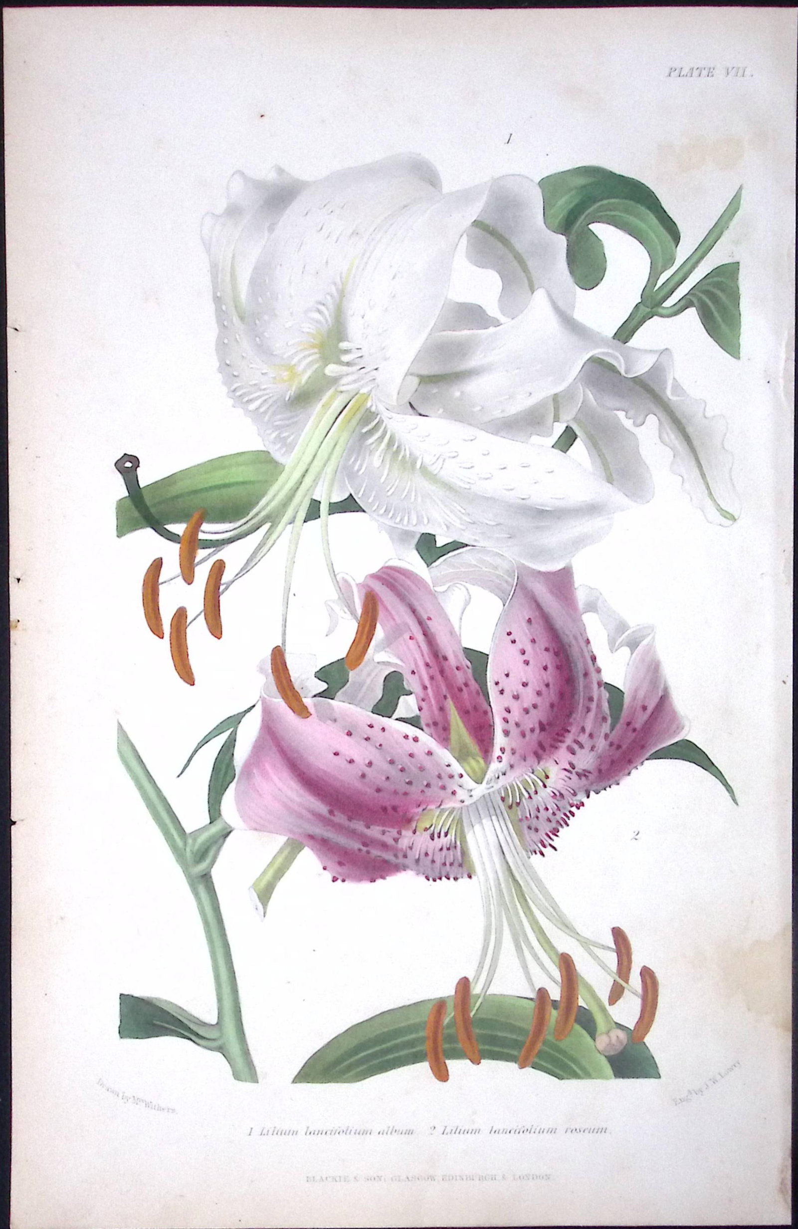 Beautiful Lillies Antique Robert Thompson Hand Coloured Print-9: Title: Beautiful Lillies Antique Robert Thompson Hand Coloured Print-9 Description: This Illustration Was Removed from a Robert Thompson 1859 Antique Edition the Gardener Assistant.