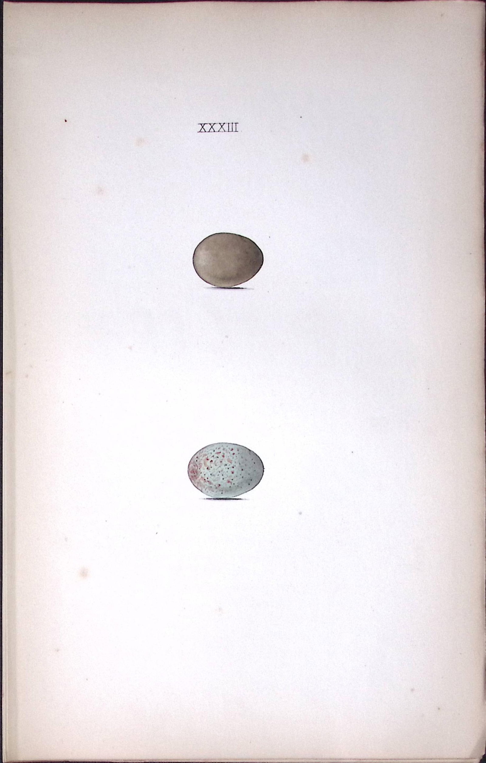 The Nightingale Hewitson Antique Nests & Eggs of British Birds Print-23: Title: The Nightingale Hewitson Antique Nests & Eggs of British Birds Print-23 Description: This Antique Print Was Removed From a 170 Years-Old Edition William Hewitson. <