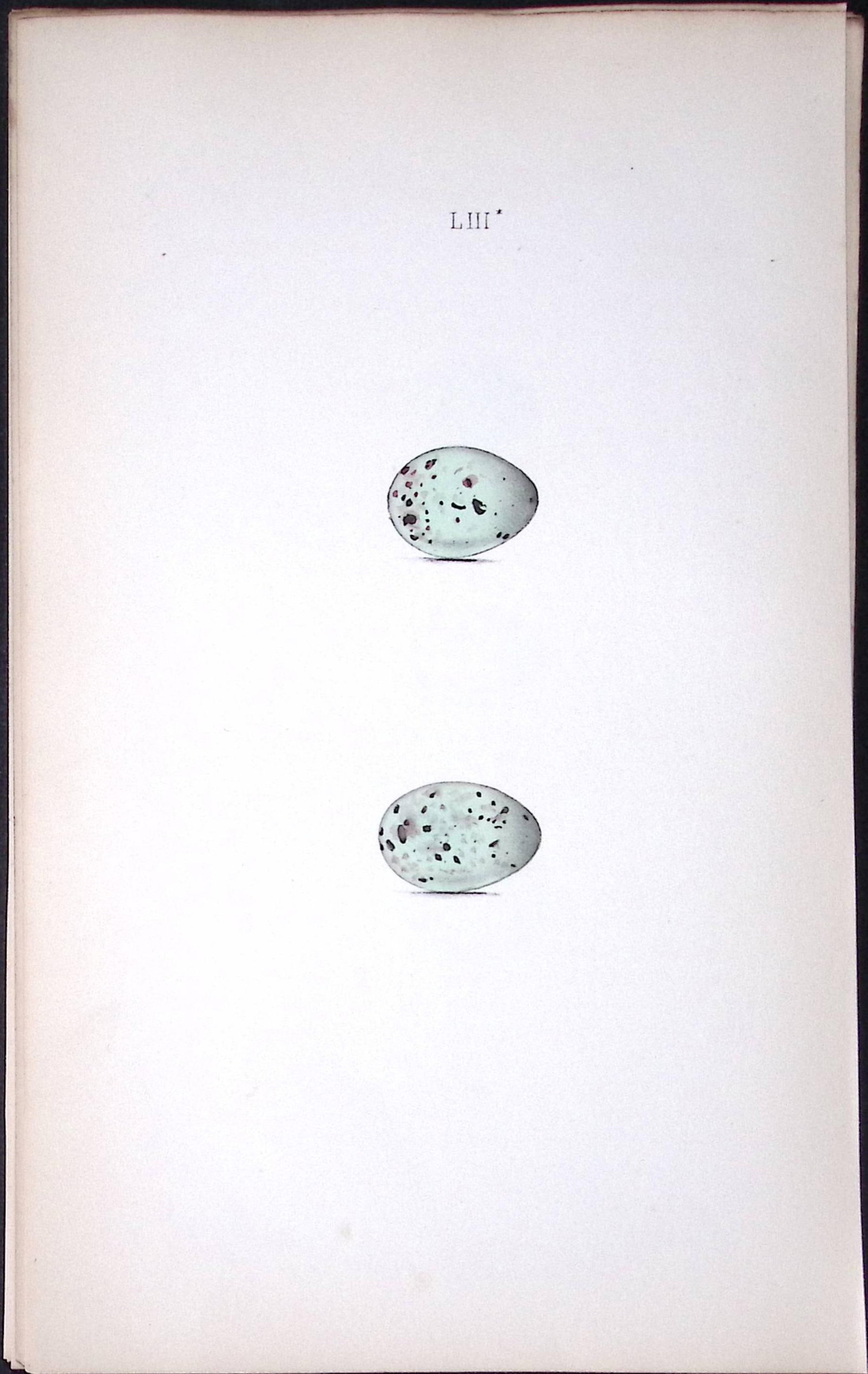 Pine Grosbeak William Hewitson Antique Nests & Eggs of British Birds Print-59: Title: Pine Grosbeak William Hewitson Antique Nests & Eggs of British Birds Print-59 Description: This Antique Print Was Removed From a 170 Years-Old Edition William Hewitson. Coloured