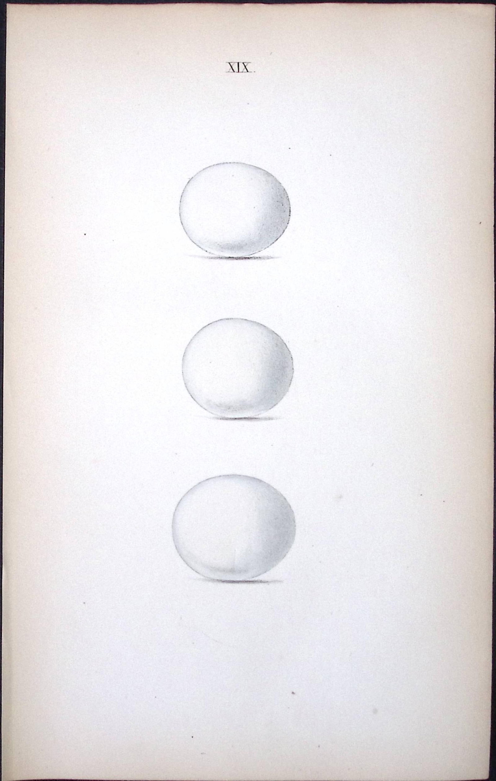 Scops Eared Owl-William Hewitson Antique Nests & Eggs of British Birds Print-19: Title: Scops Eared Owl-William Hewitson Antique Nests & Eggs of British Birds Print-19 Description: This Antique Print Was Removed From a 170 Years-Old Edition William Hewitson. Coloured