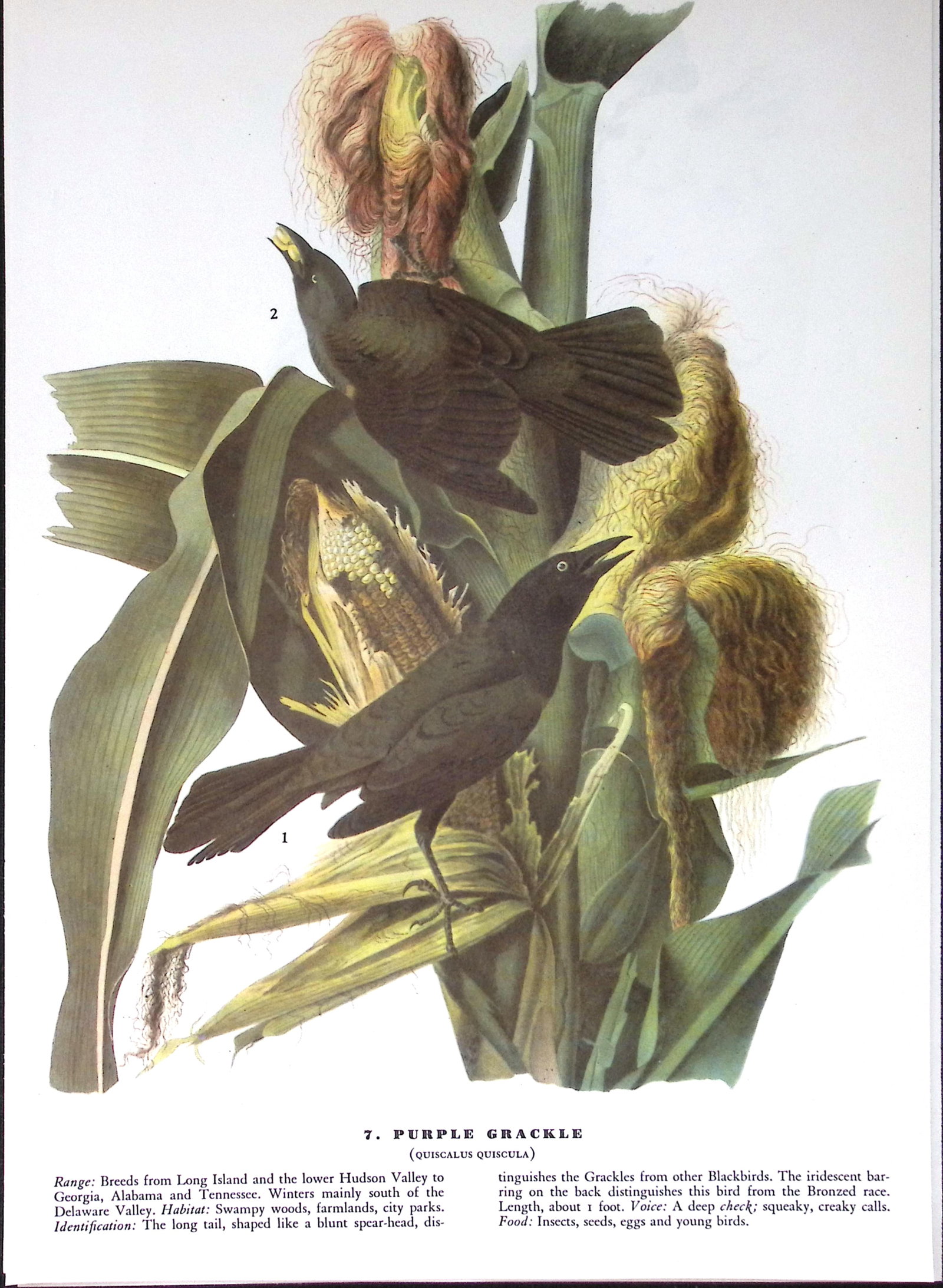 Job-Lot John James Audubon Birds of America 72-Year-Old Coloured Book Plates-14 - 2