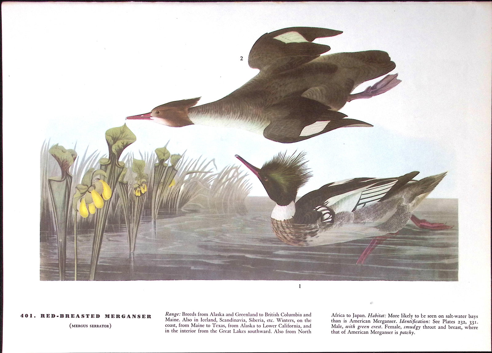 Job-Lot John James Audubon Birds of America 72-Year-Old Coloured Book Plates-14 - 3