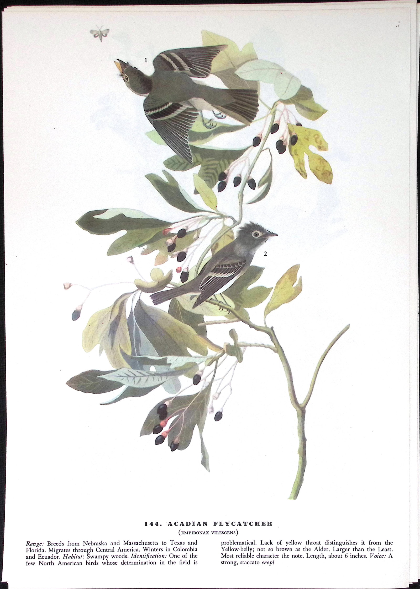 Job-Lot John James Audubon Birds of America 72-Year-Old Coloured Book Plates-14 - 6