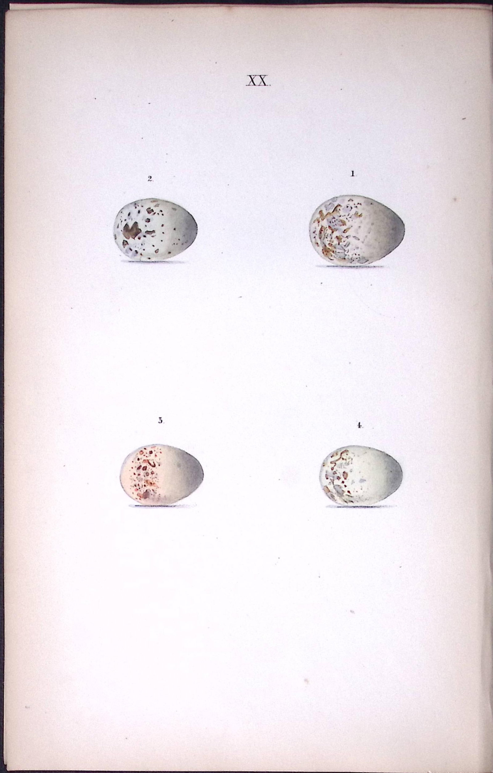 Great Grey Shrike - William Hewitson Antique Nests & Eggs of British Birds Print-35: Title: Great Grey Shrike - William Hewitson Antique Nests & Eggs of British Birds Print-35 Description: This Antique Print Was Removed From a 170 Years-Old Edition William Hewitson. 