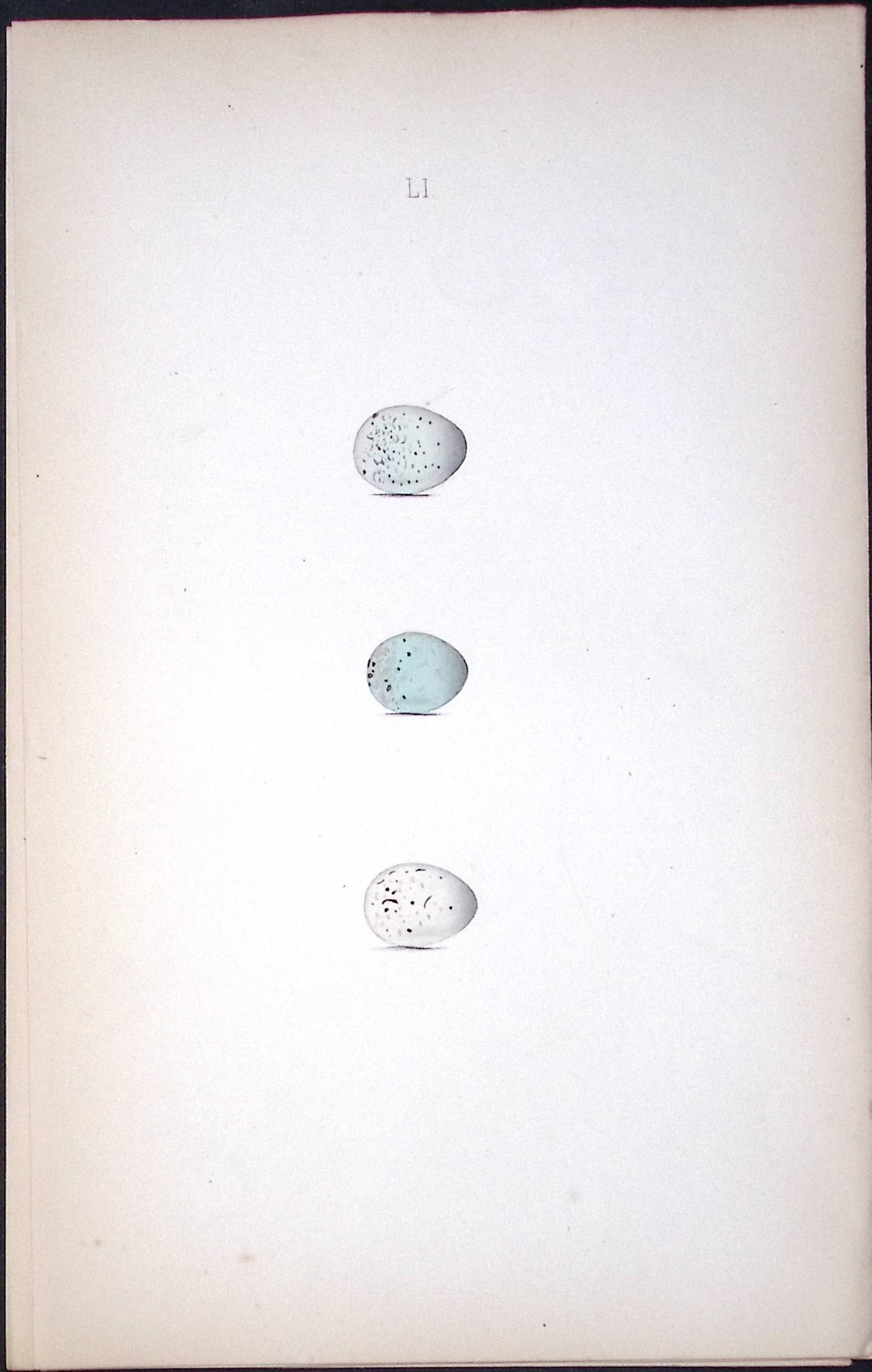 Common Linnet Species William Hewitson Antique Nests & Eggs of British Birds Print-63: Title: Common Linnet Species William Hewitson Antique Nests & Eggs of British Birds Print-63 Description: This Antique Print Was Removed From a 170 Years-Old Edition William Hewitson. 