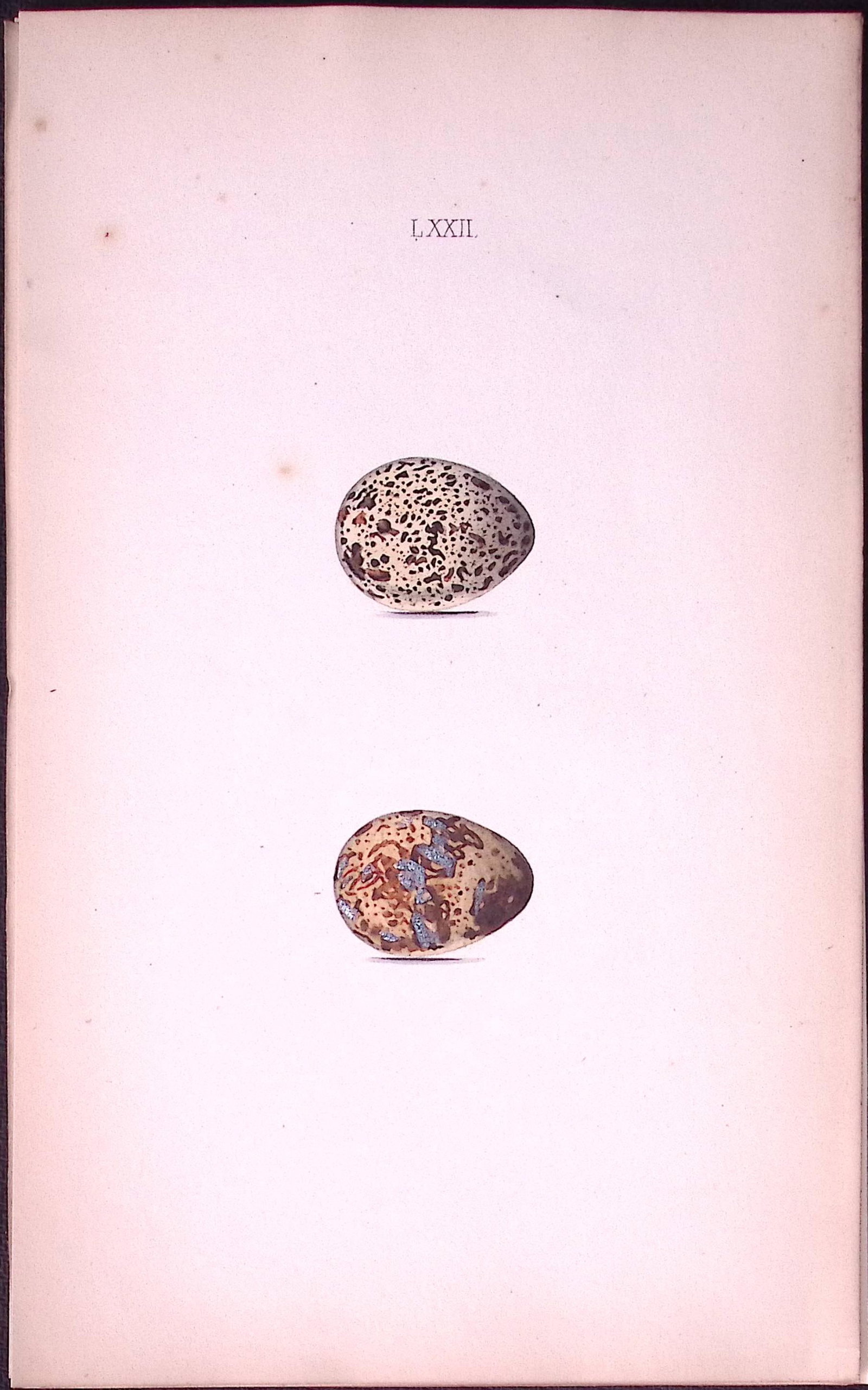 Quail Eggs-William Hewitson Antique Nests & Eggs of British Birds Print-45: Title: Quail Eggs-William Hewitson Antique Nests & Eggs of British Birds Print-45 Description: This Antique Print Was Removed From a 170 Years-Old Edition William Hewitson. Coloured