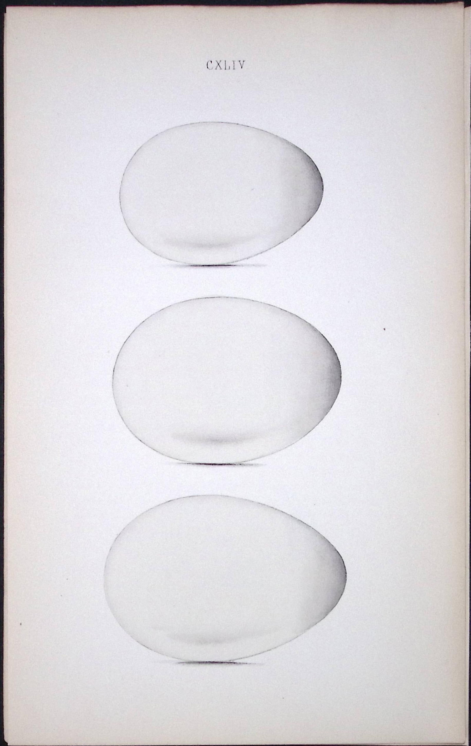 Shearwater & Manx Petrel -William Hewitson Antique Nests & Eggs of British Birds Print-96: Title: Shearwater & Manx Petrel -William Hewitson Antique Nests & Eggs of British Birds Print-96 Description: This Antique Print Was Removed From a 170 Years-Old Edition William