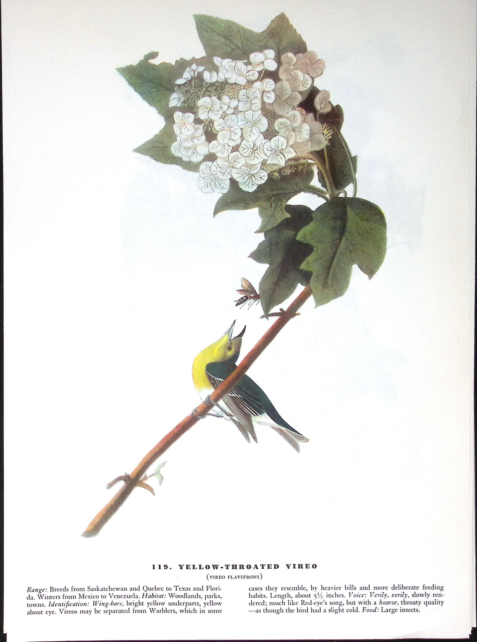 Job-Lot John James Audubon Birds of America 72-Year-Old Coloured Book Plates-13 - 2