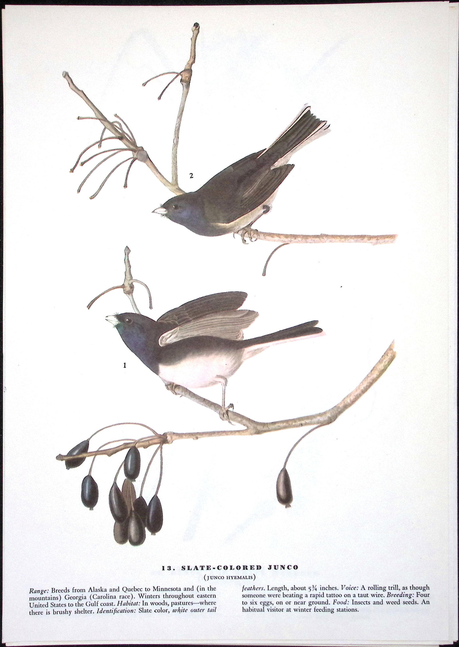 Job-Lot John James Audubon Birds of America 72-Year-Old Coloured Book Plates-13 - 5