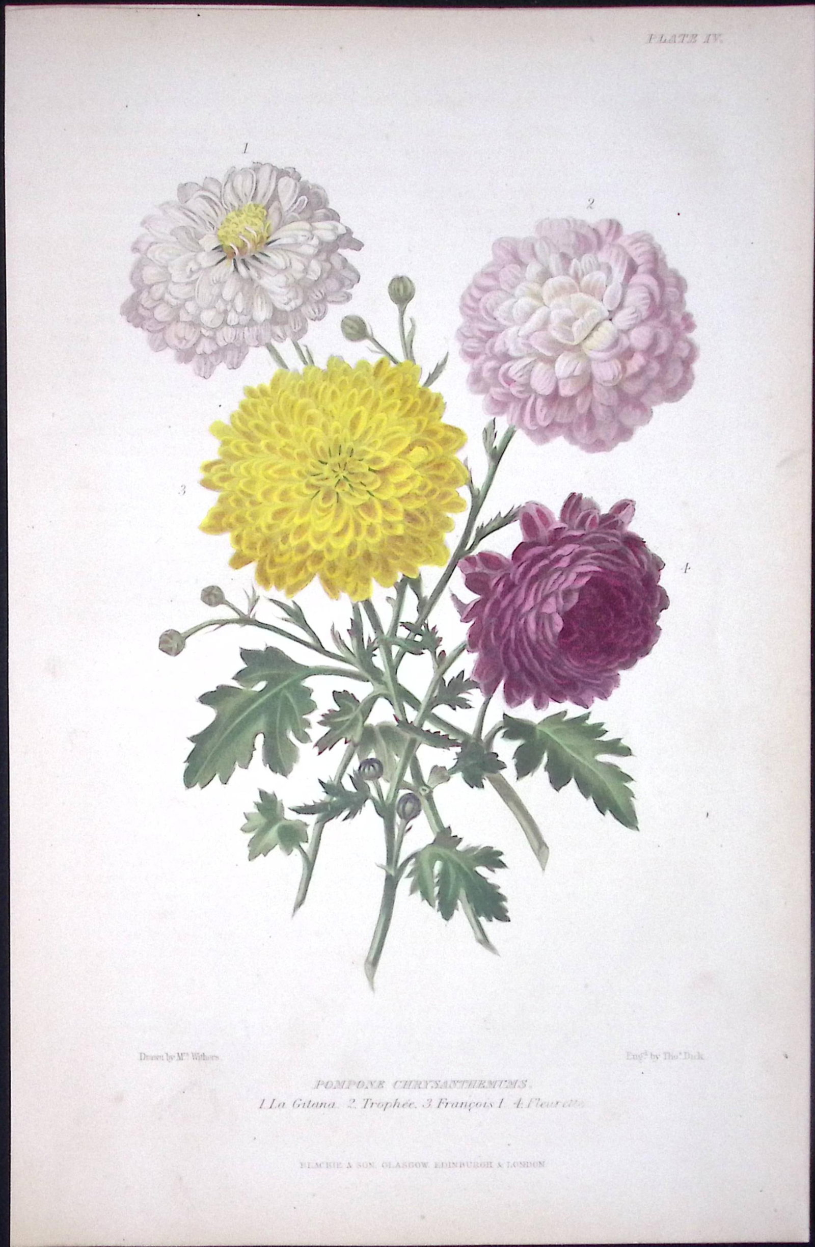 Pompone Chrysanthemums Antique Robert Thompson Hand Coloured Print-10 (1 of 2)