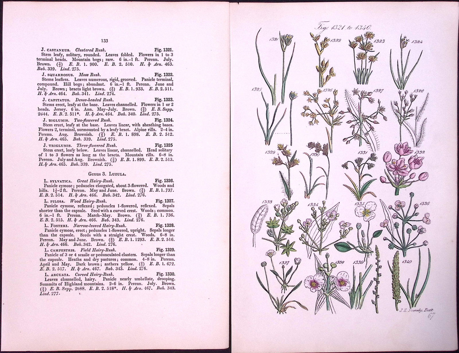 Job-Lot British Wild-Flowers John Sowerby Antique Engraved Prints With Hand Colouring-4 - 10