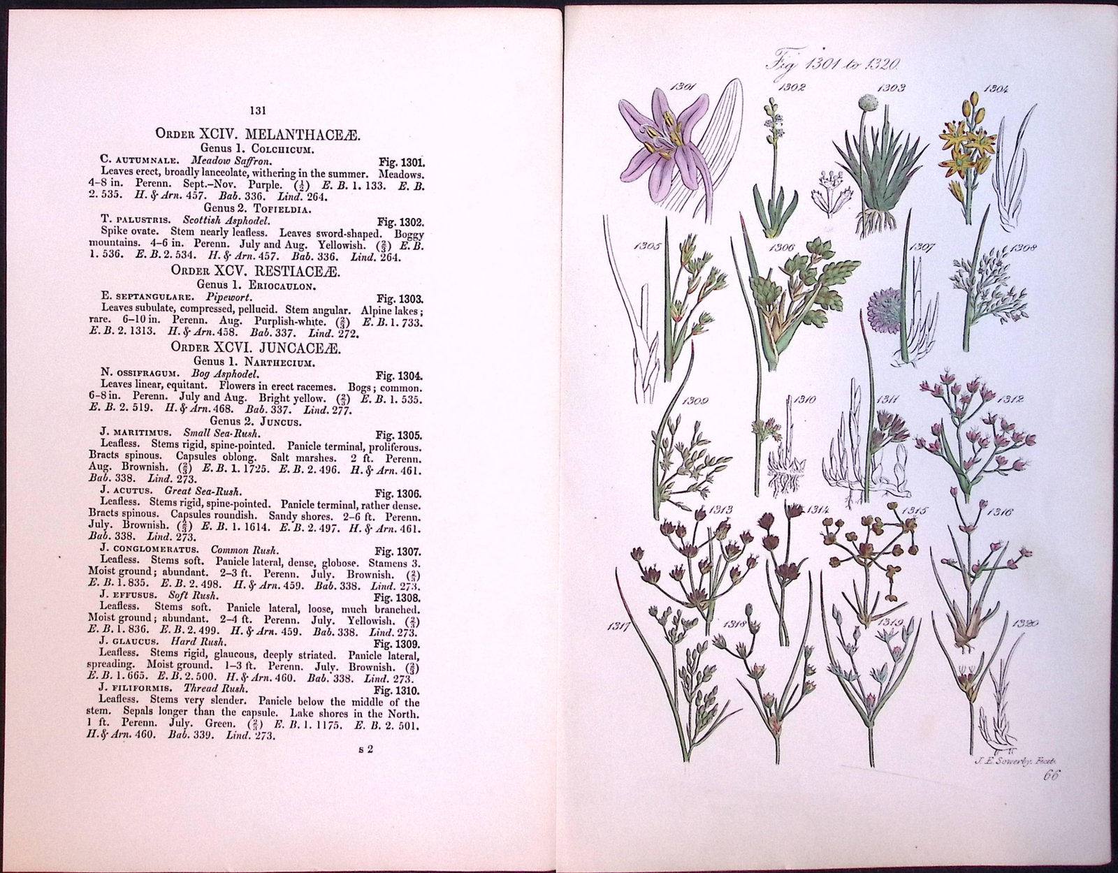 Job-Lot British Wild-Flowers John Sowerby Antique Engraved Prints With Hand Colouring-4 - 11