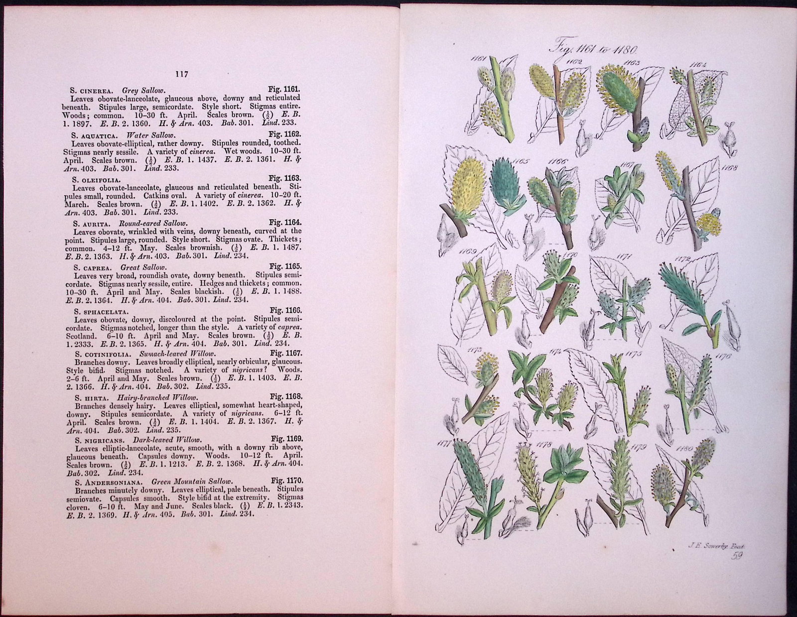 Job-Lot British Wild-Flowers John Sowerby Antique Engraved Prints With Hand Colouring-4 - 2
