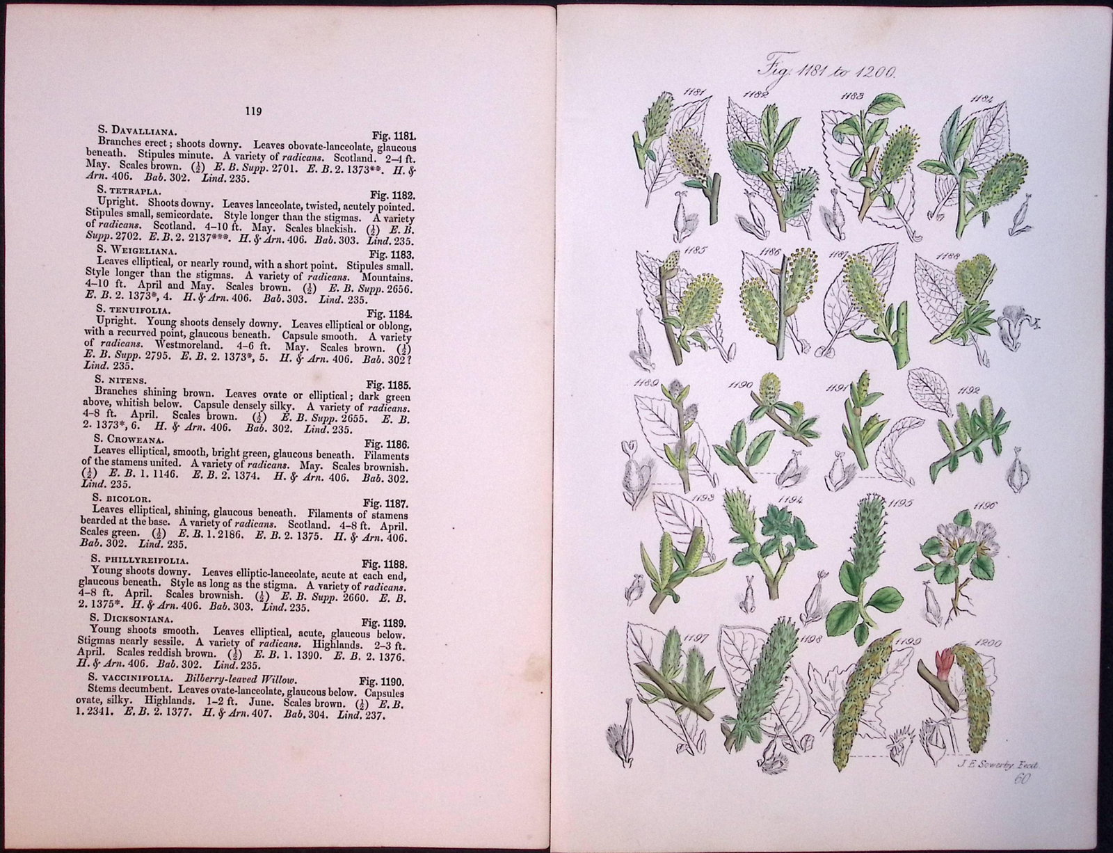 Job-Lot British Wild-Flowers John Sowerby Antique Engraved Prints With Hand Colouring-4 - 3