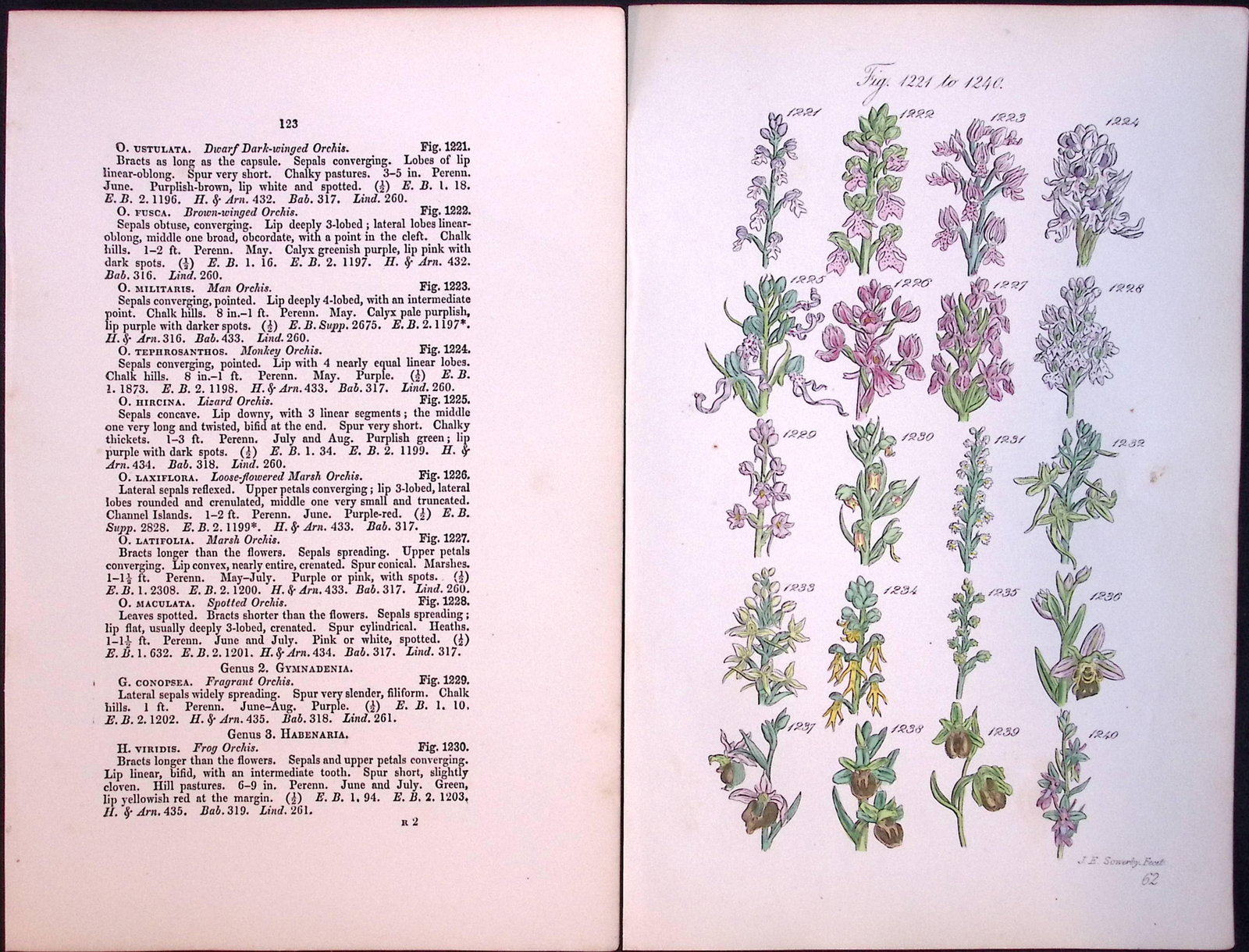 Job-Lot British Wild-Flowers John Sowerby Antique Engraved Prints With Hand Colouring-4 - 4