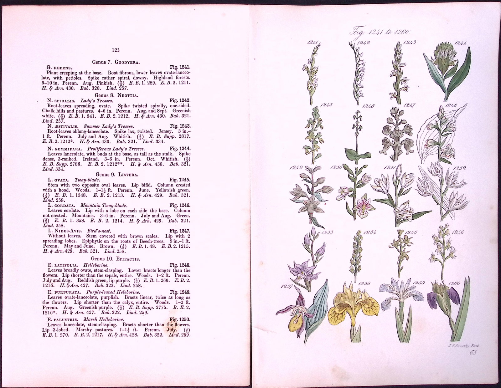 Job-Lot British Wild-Flowers John Sowerby Antique Engraved Prints With Hand Colouring-4 - 5