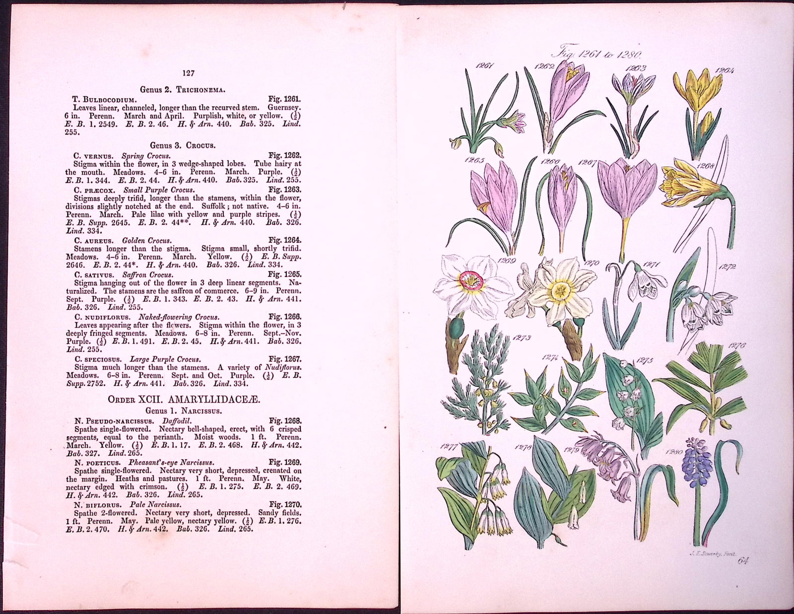 Job-Lot British Wild-Flowers John Sowerby Antique Engraved Prints With Hand Colouring-4 - 6